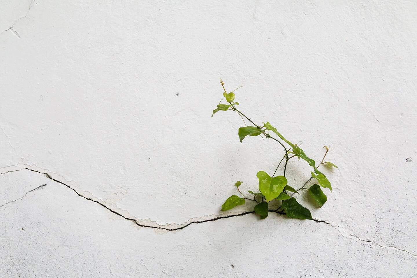 Vegetation.jpg