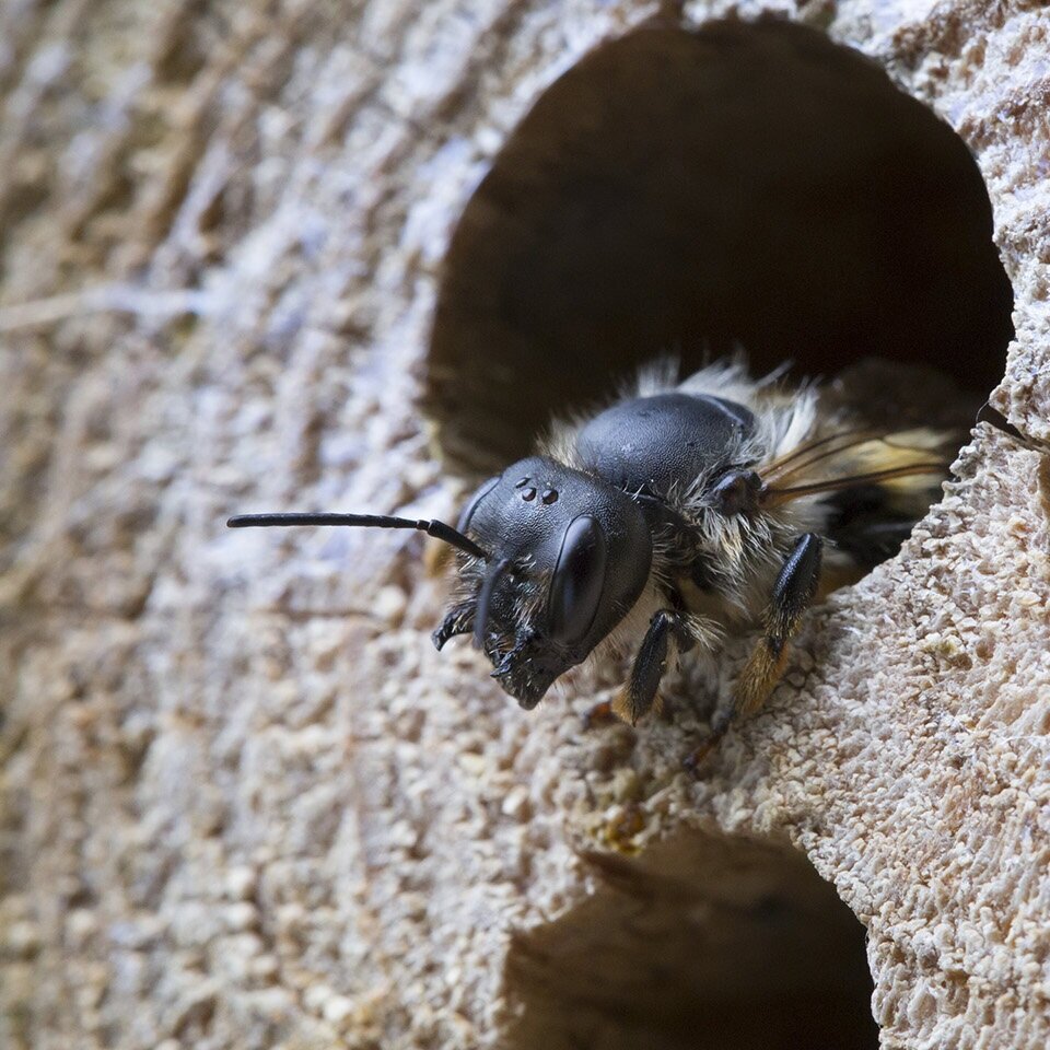 Bees.jpg