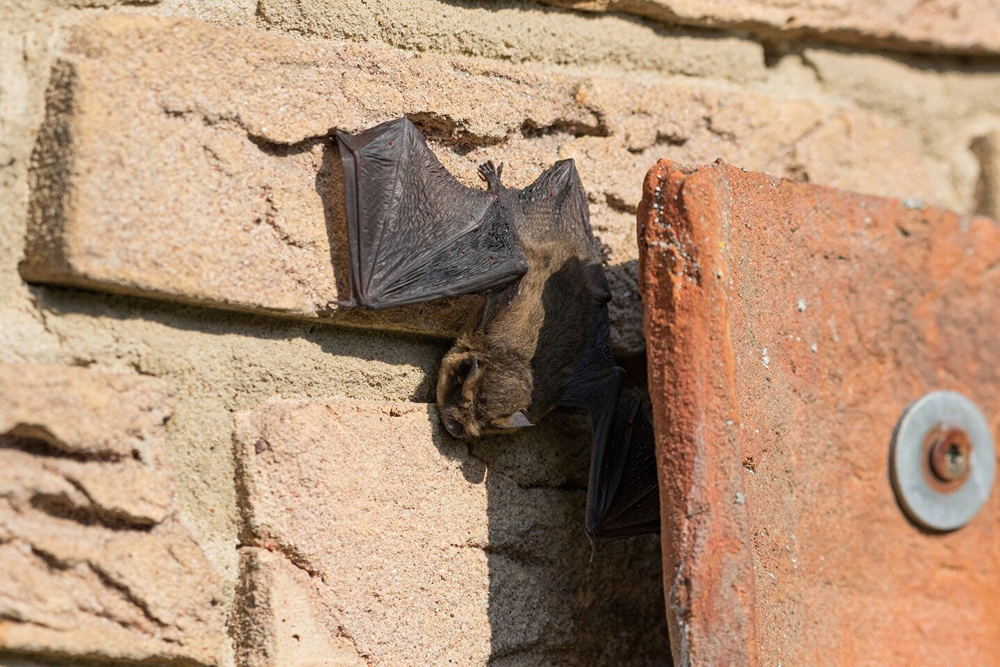 Bats.jpg
