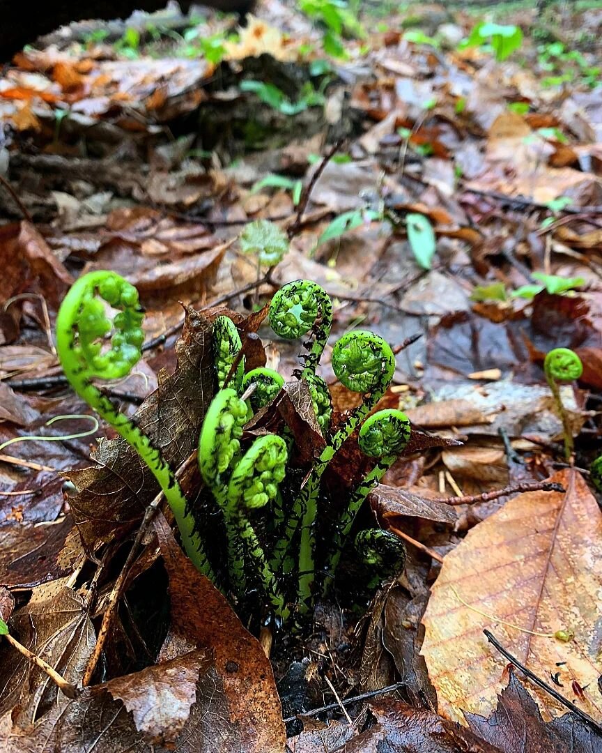 Life emerging from the forest floor at @mountowenforestsanctuary 🌿  Like moss and fungi, ferns reproduce via spores, an asexual reproduction technique that allows them to replicate in a form of cloning. In order to grow into a new fern, a spore must