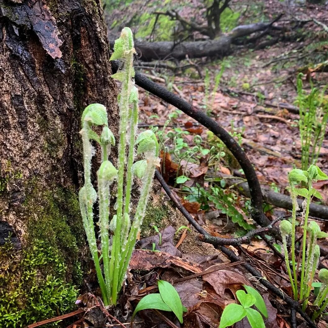 How far back can I trace my mothers? If I look at evolution, I share a common ancestor with the weeds, wildflowers and every other plant, animal, fish, algae and invertebrate.

Like plants and all other animals, humans evolved in the sea. Scientists 