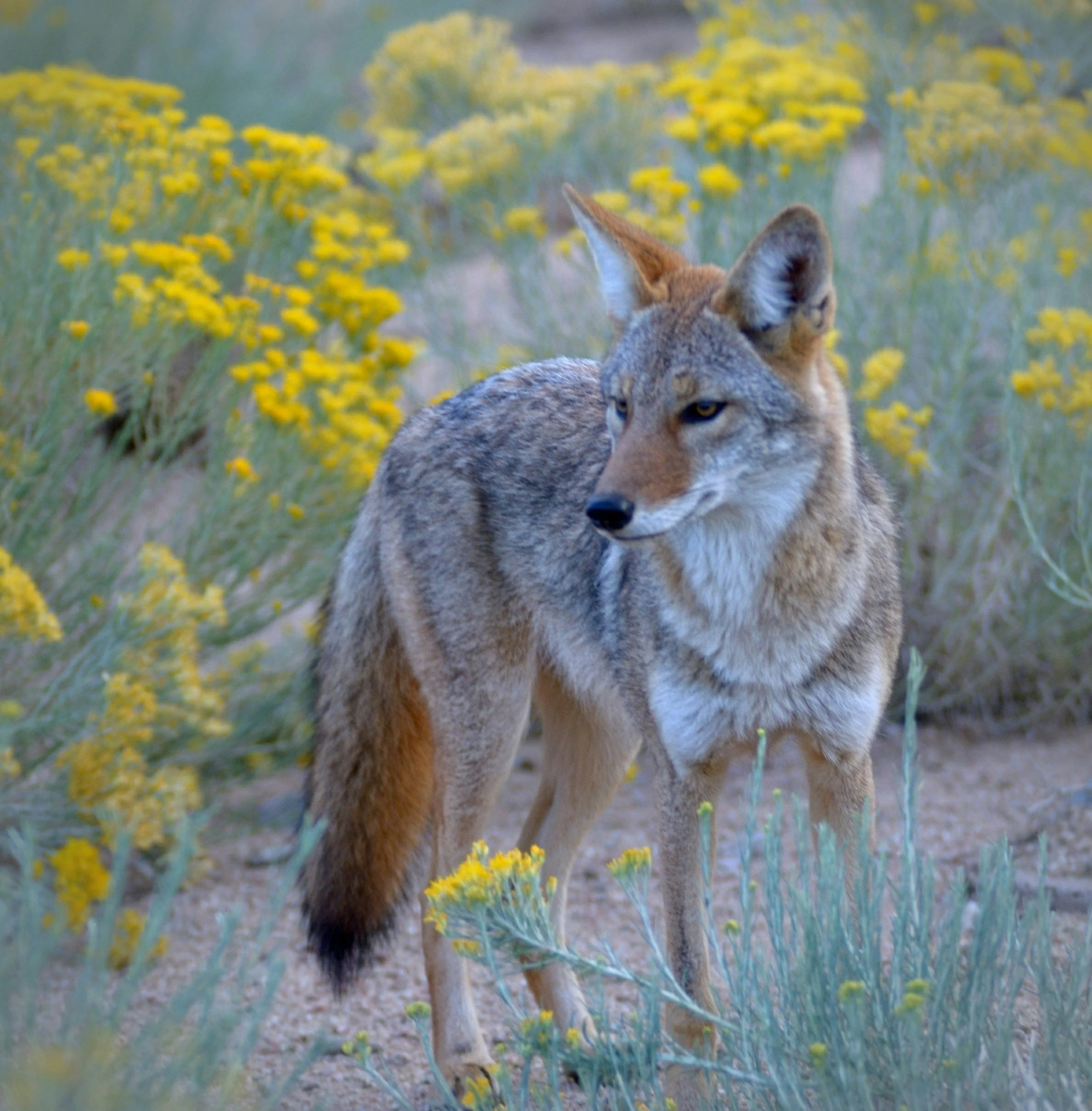 Nourishing Earth, Nourishing Ourselves: Webinar with Dr. Michael Fox