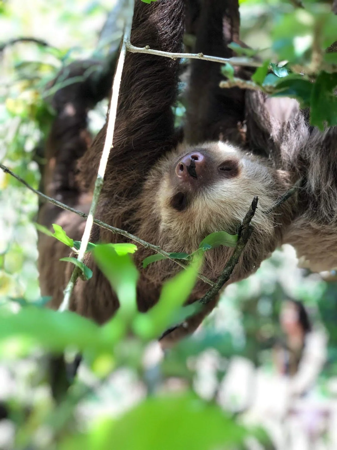 Writing with Wildlife: Storytelling Series with the Jaguar Rescue Center