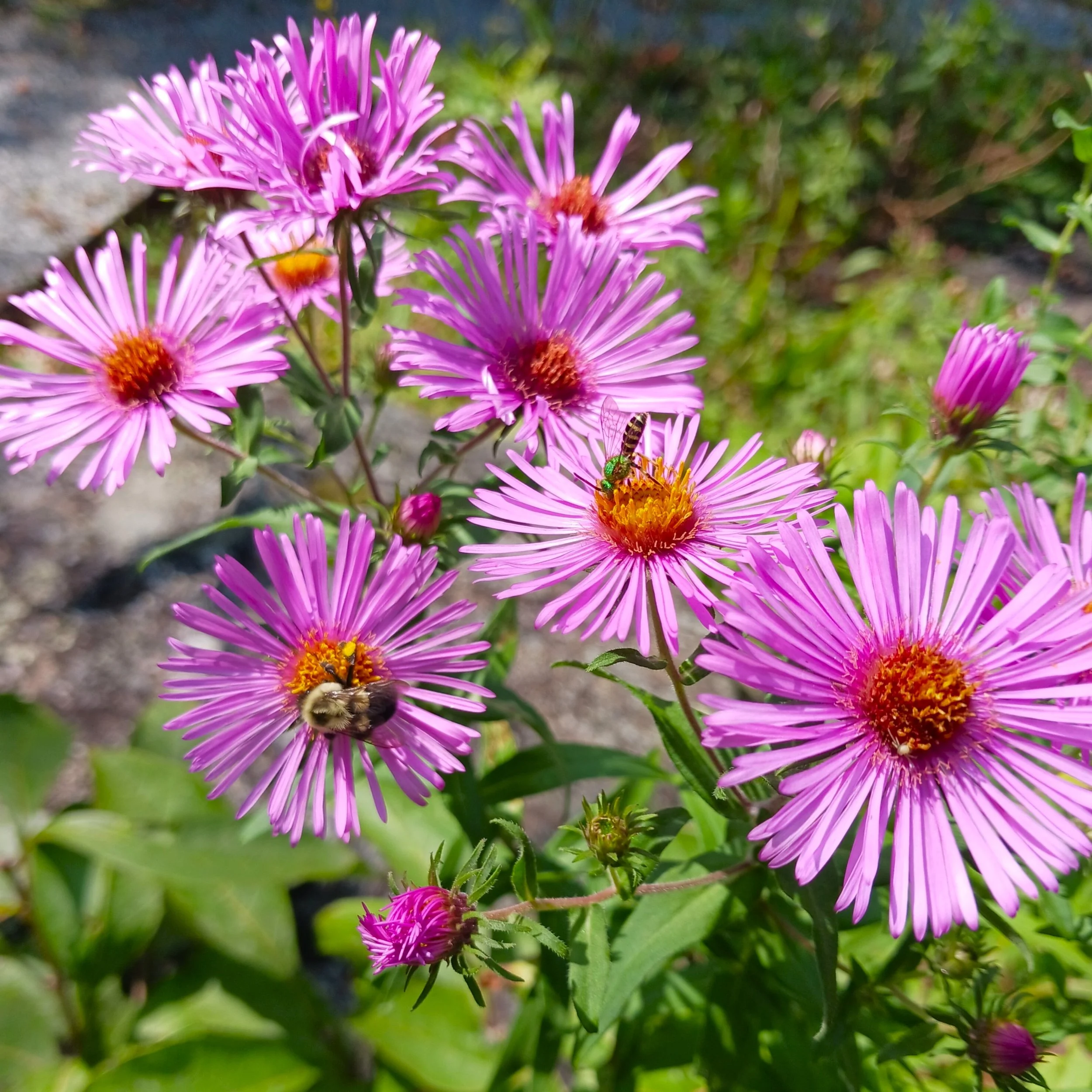 Symphyotrichum novae-angliae (New England Aster)