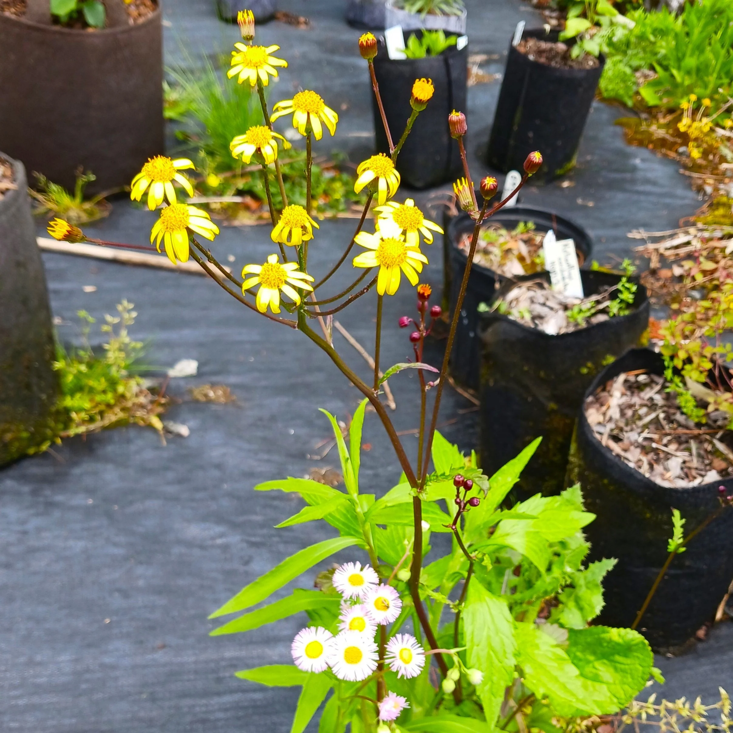 Packera aurea (Golden Ragwort) - NC Ecotype