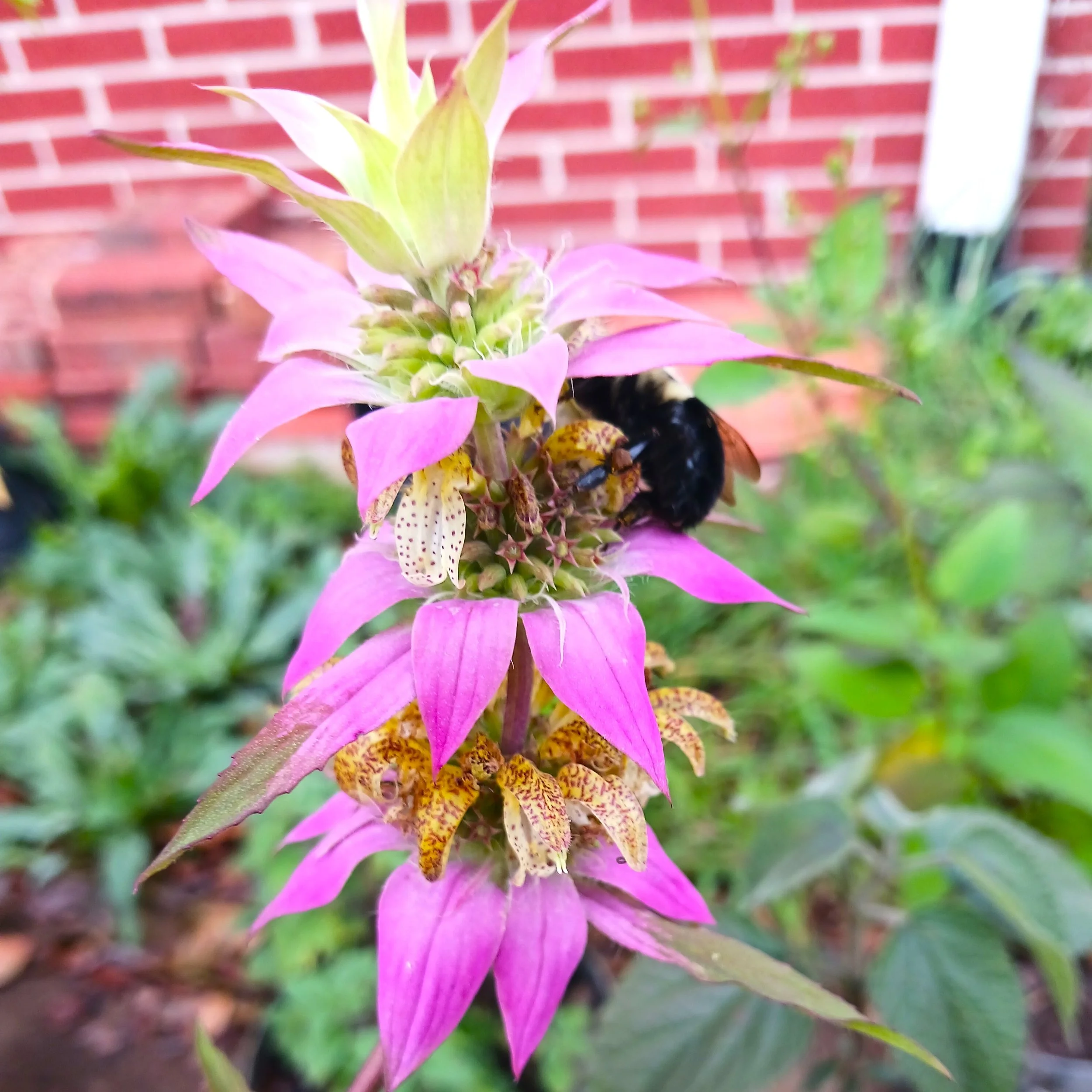 Monardapunctatawithbumblebee1.jpg