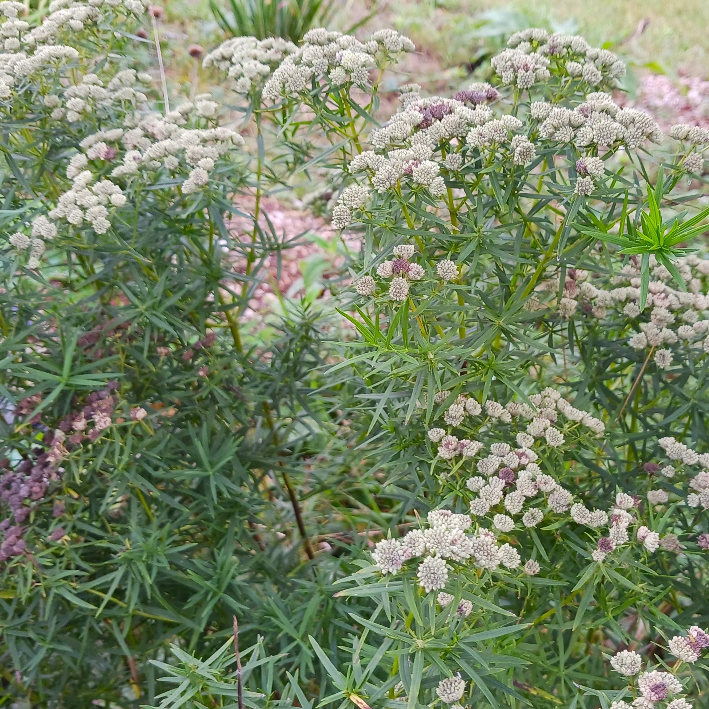 Pycnanthemumtenuifolium1.jpg