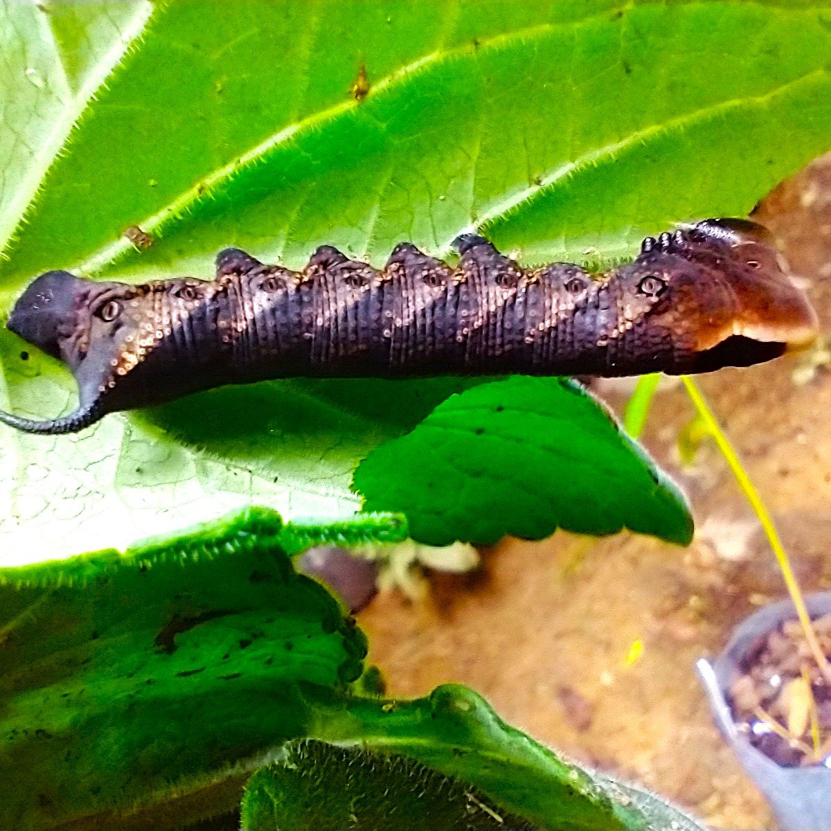 Agastachescrophulariifoliacaterpillar1.jpg