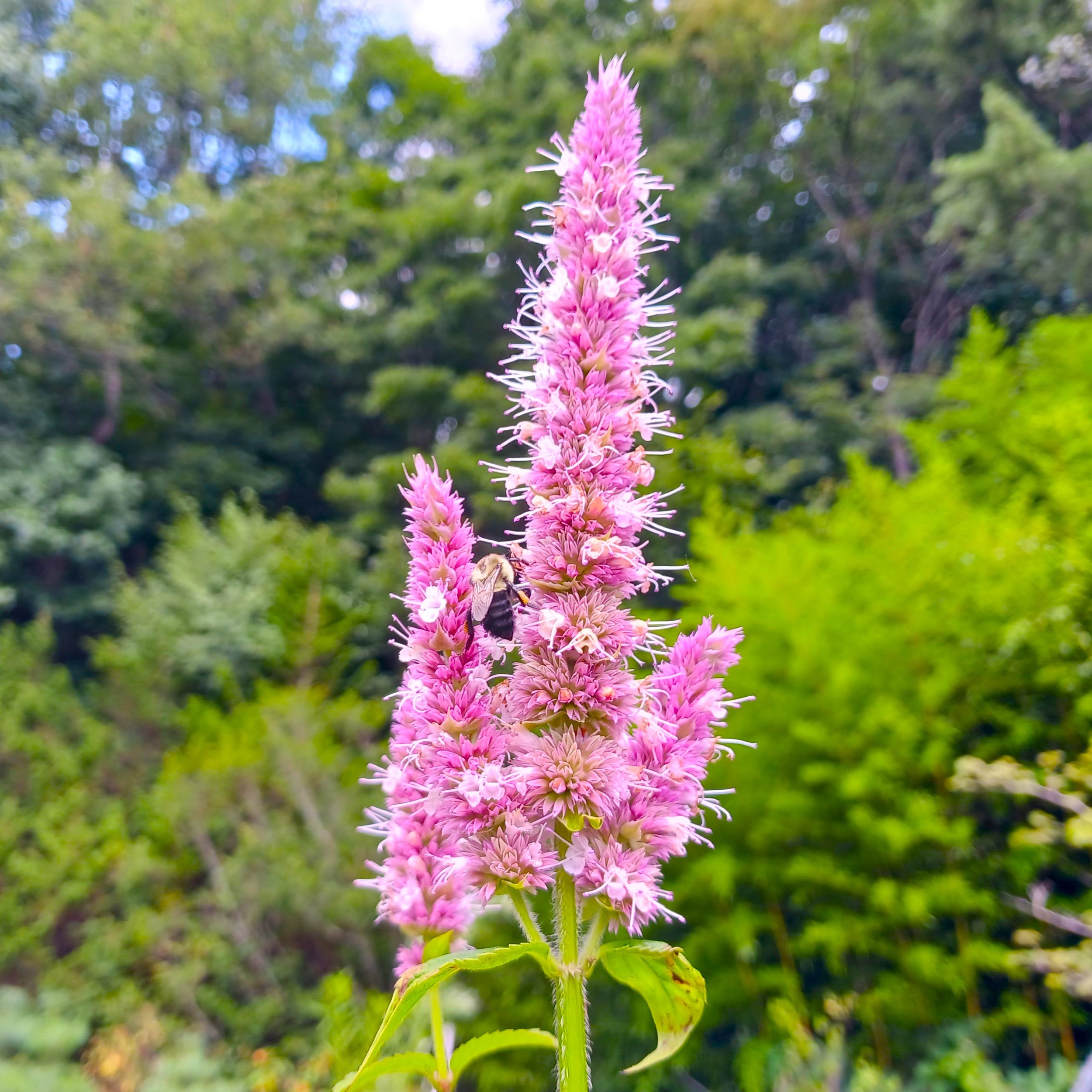 Agastachescrophulariifoliabumblebee2.jpg