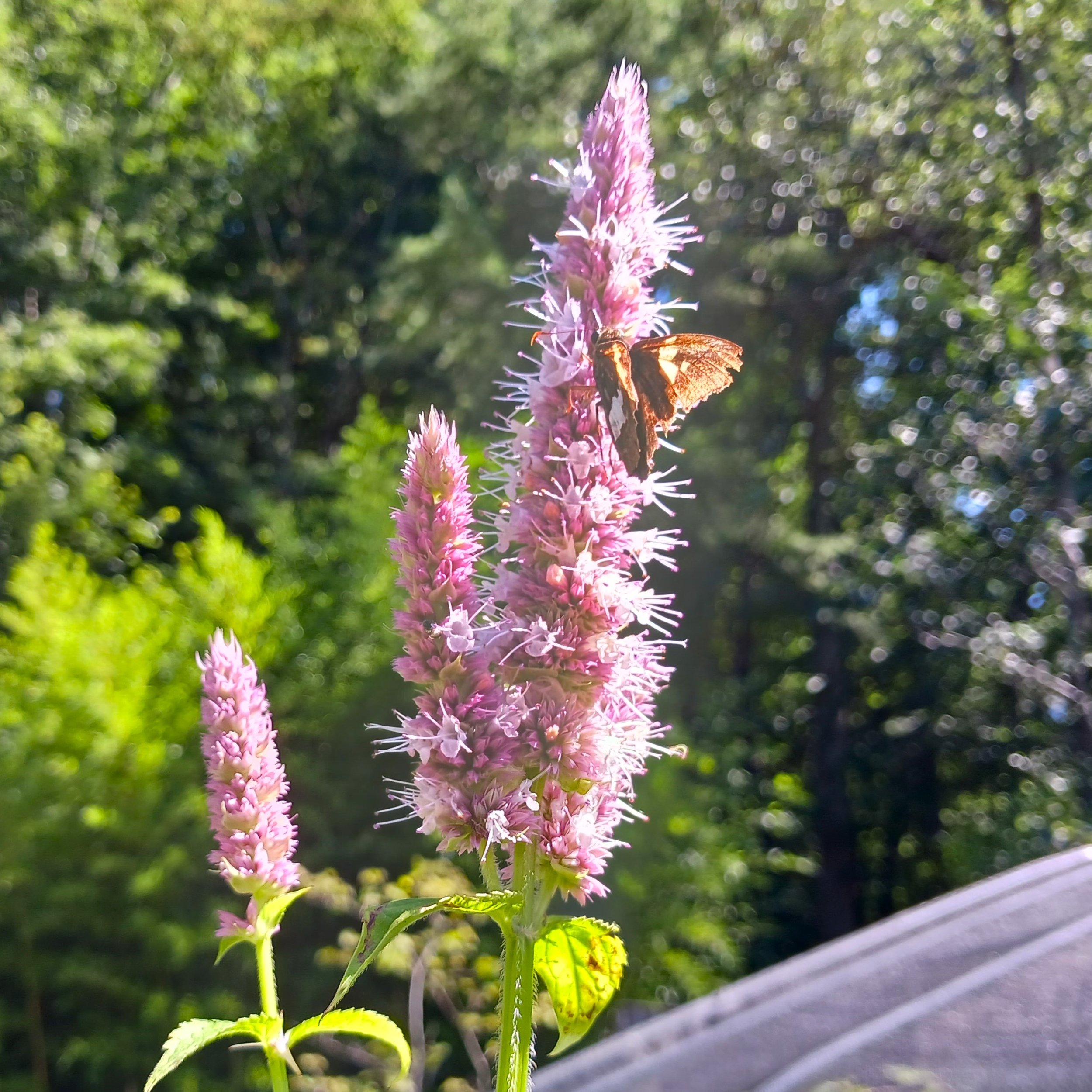 Agastachescrophulariifoliabutterfly1.jpg