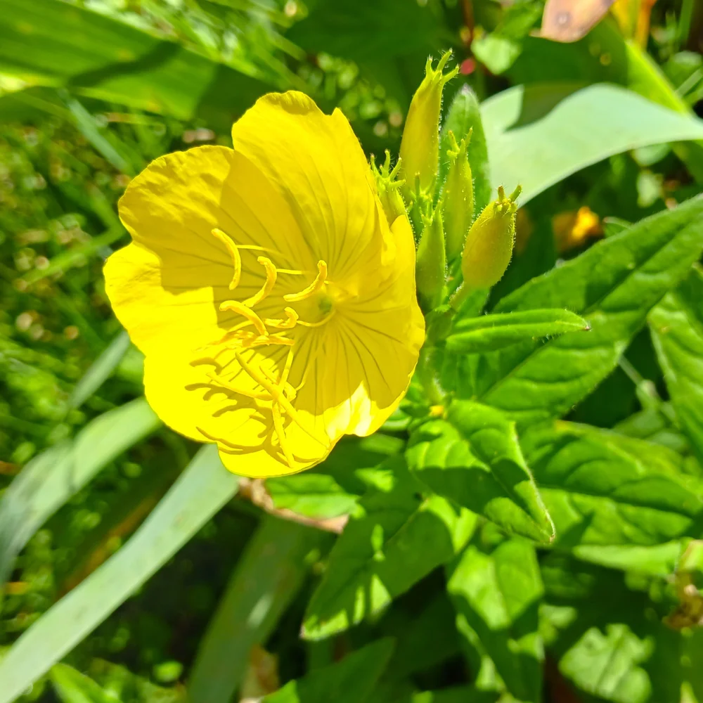 Oenothera fruticosa - Southern Sundrops (NC Ecotype)  Bug Lovers Native  Plants