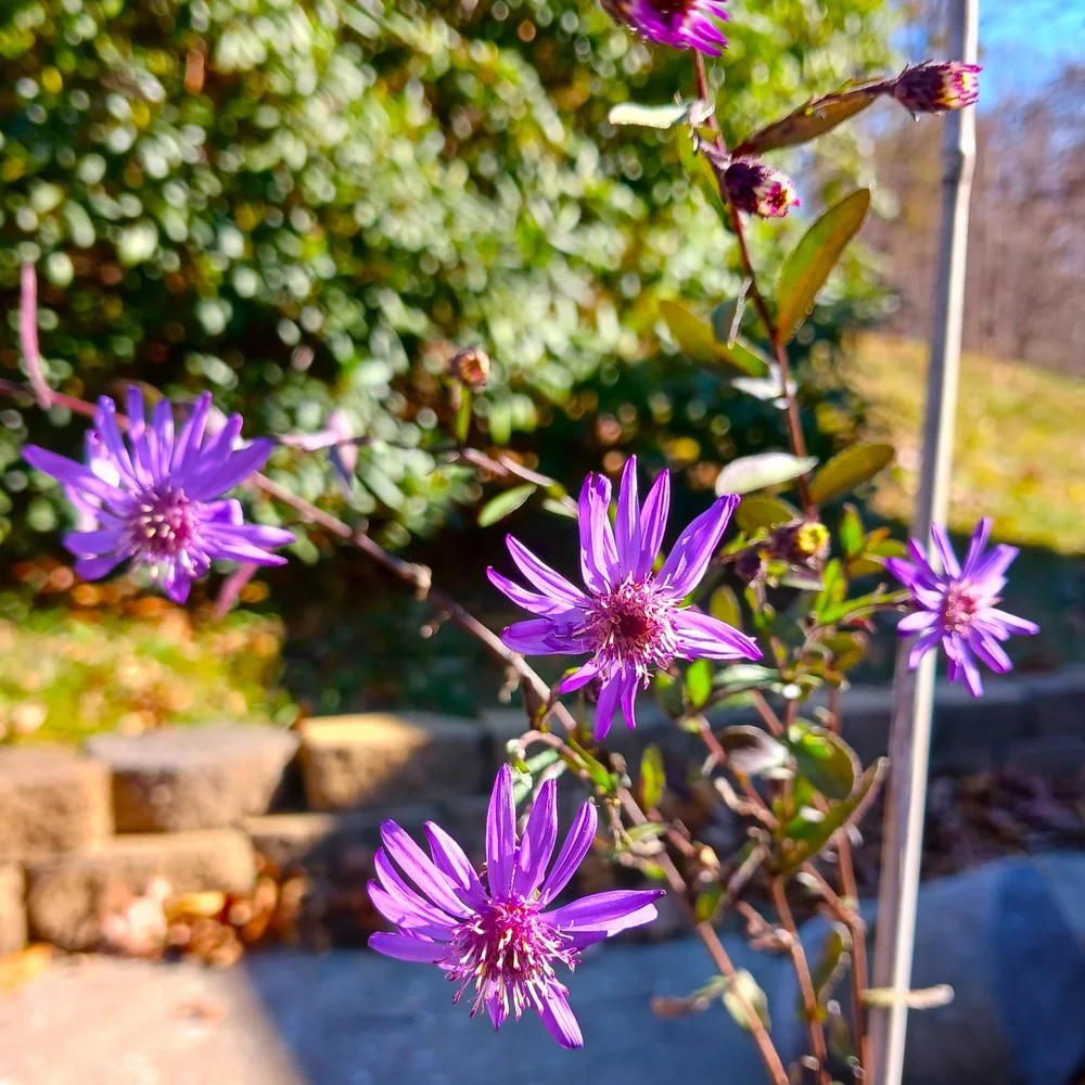 Wildlife Benefits Shop For Native Plants Bug Lovers Native Plants wildlife-benefits-shop-for-native-plants-bug-lovers-native-plants