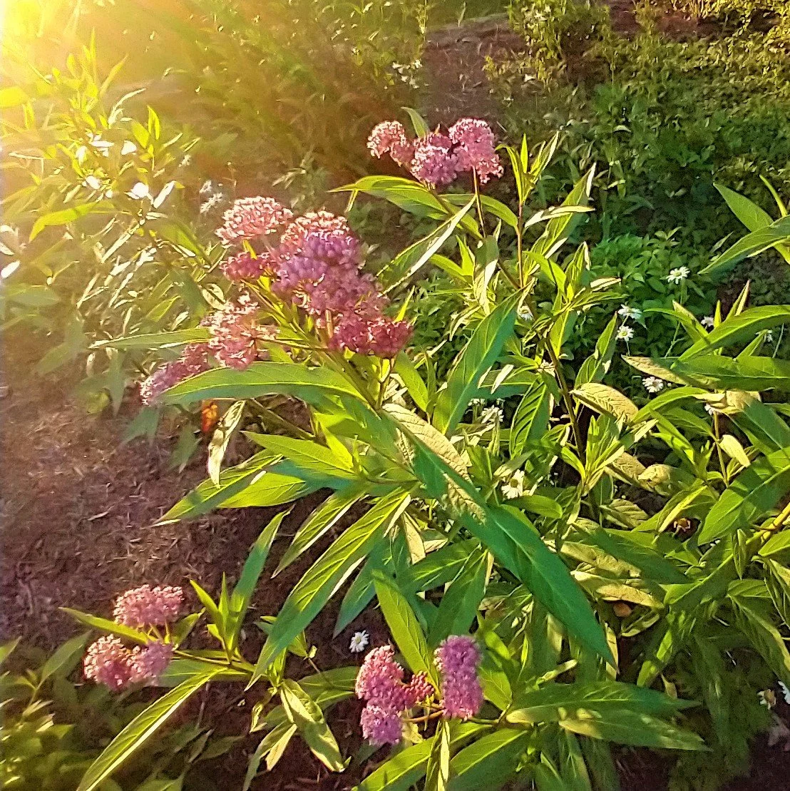 Daniel Boone Native Gardens Saturday Fundraiser