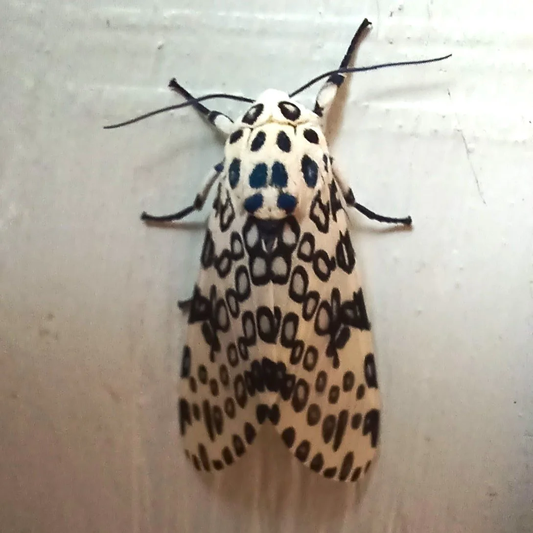 Moth Mania