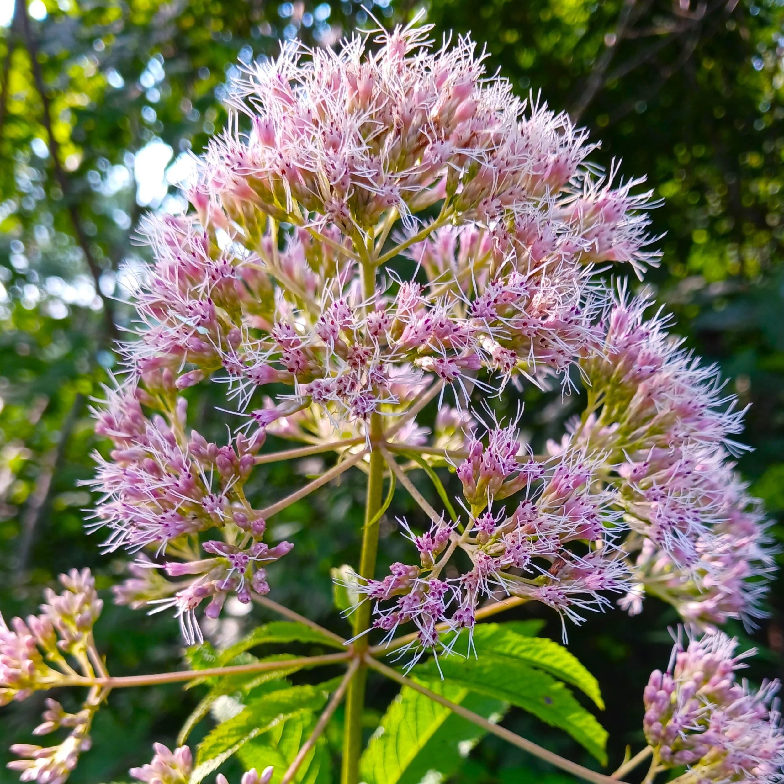 Eutrochium fistulosum (Hollow Joe Pye Weed) - NC Ecotype