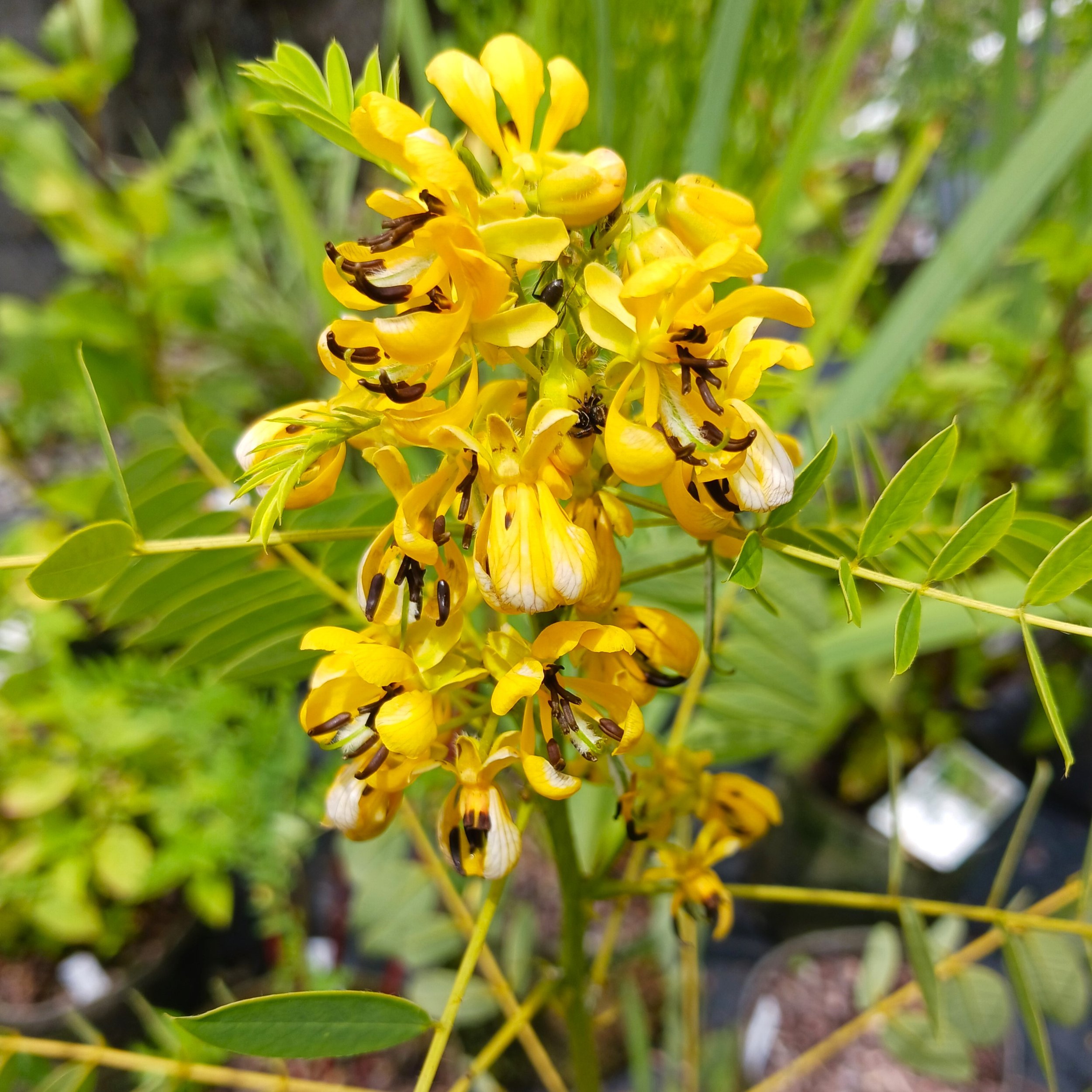 Sennahebecarpa2.jpg