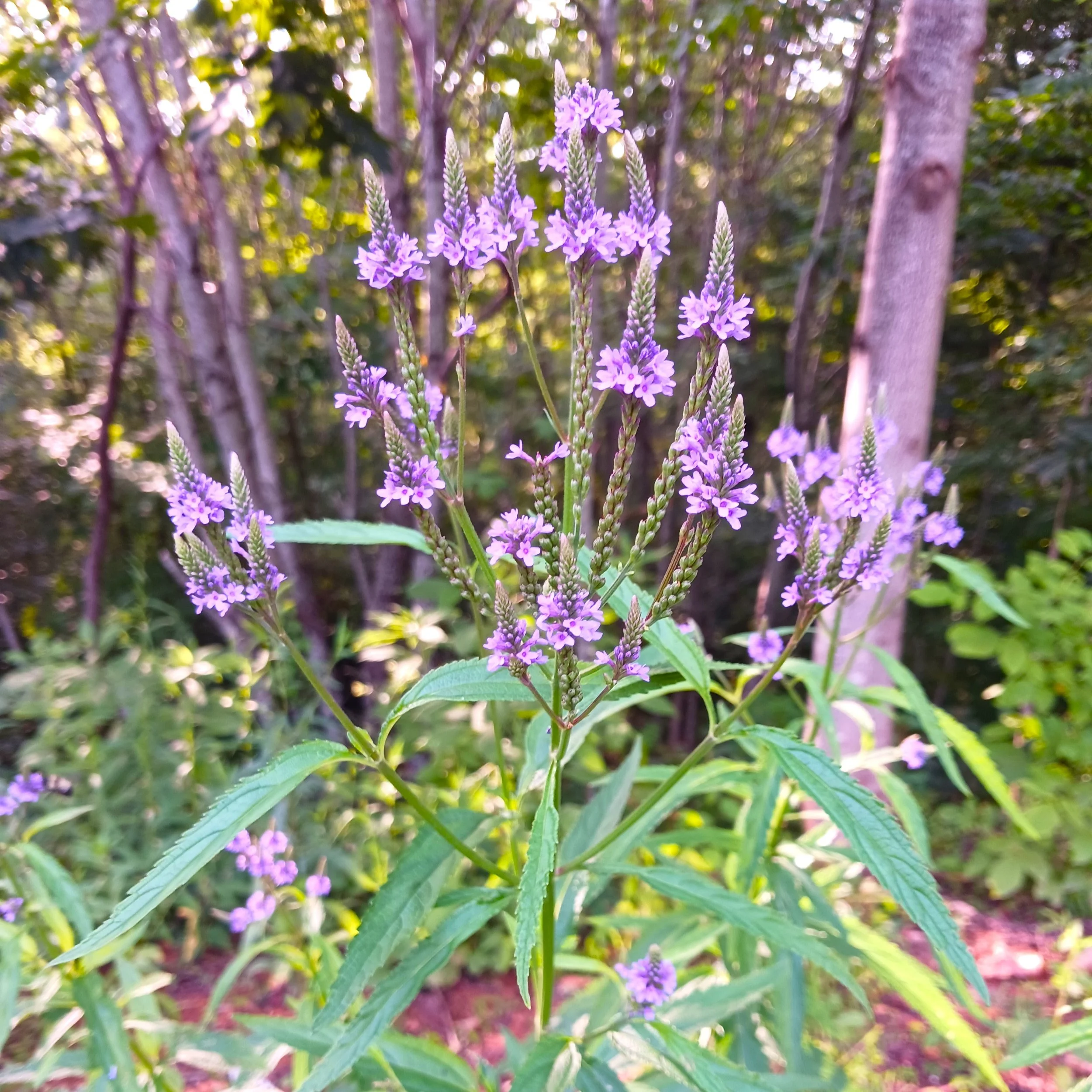 Verbena hastata (Blue Vervain)