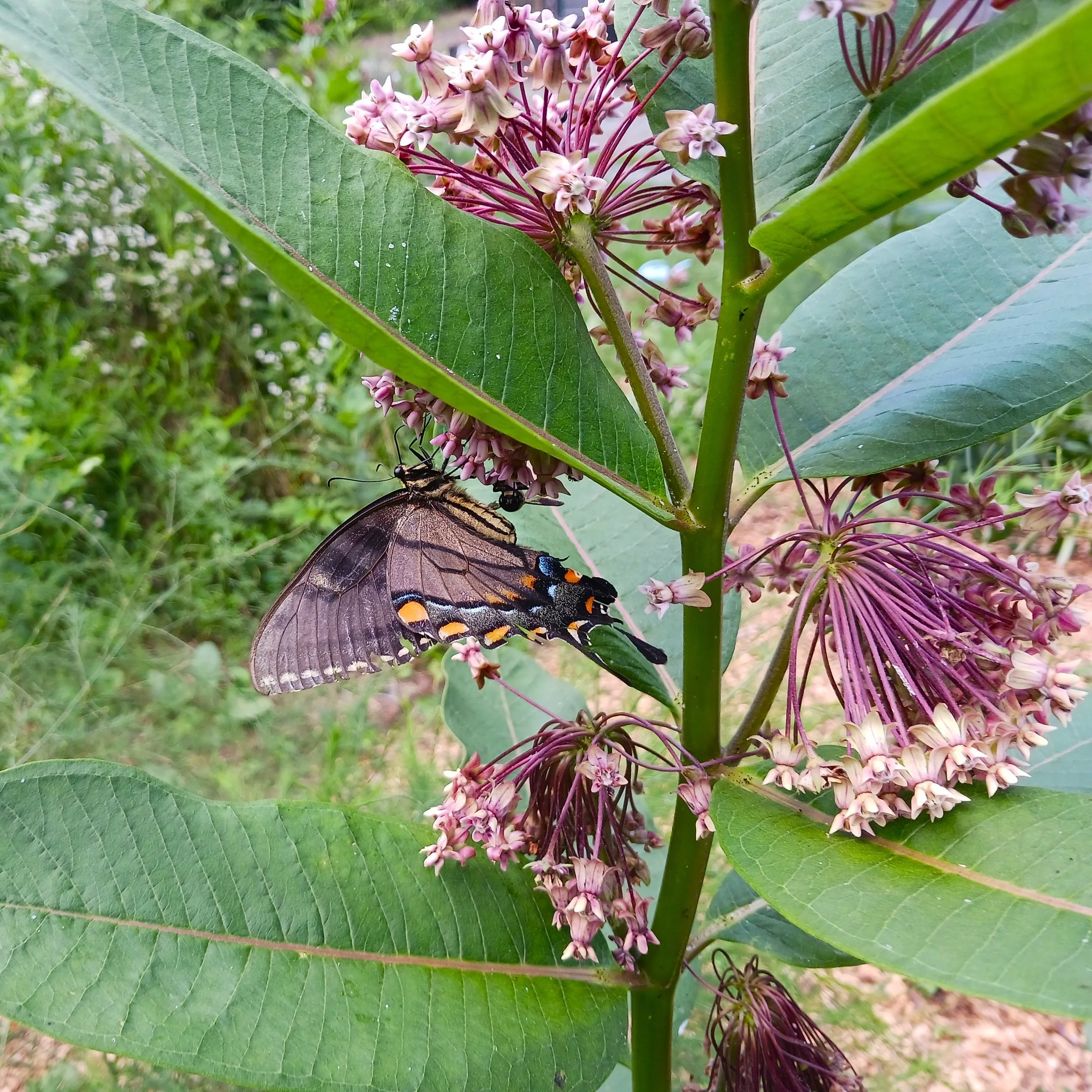 Asclepiassyriacawithbutterfly2.jpg