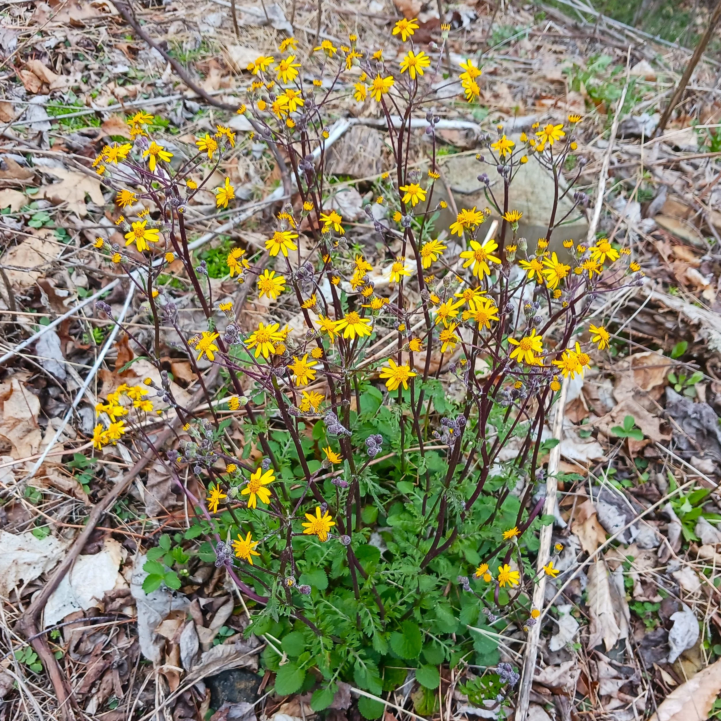 Packera aurea (Golden Ragwort) - NC Ecotype