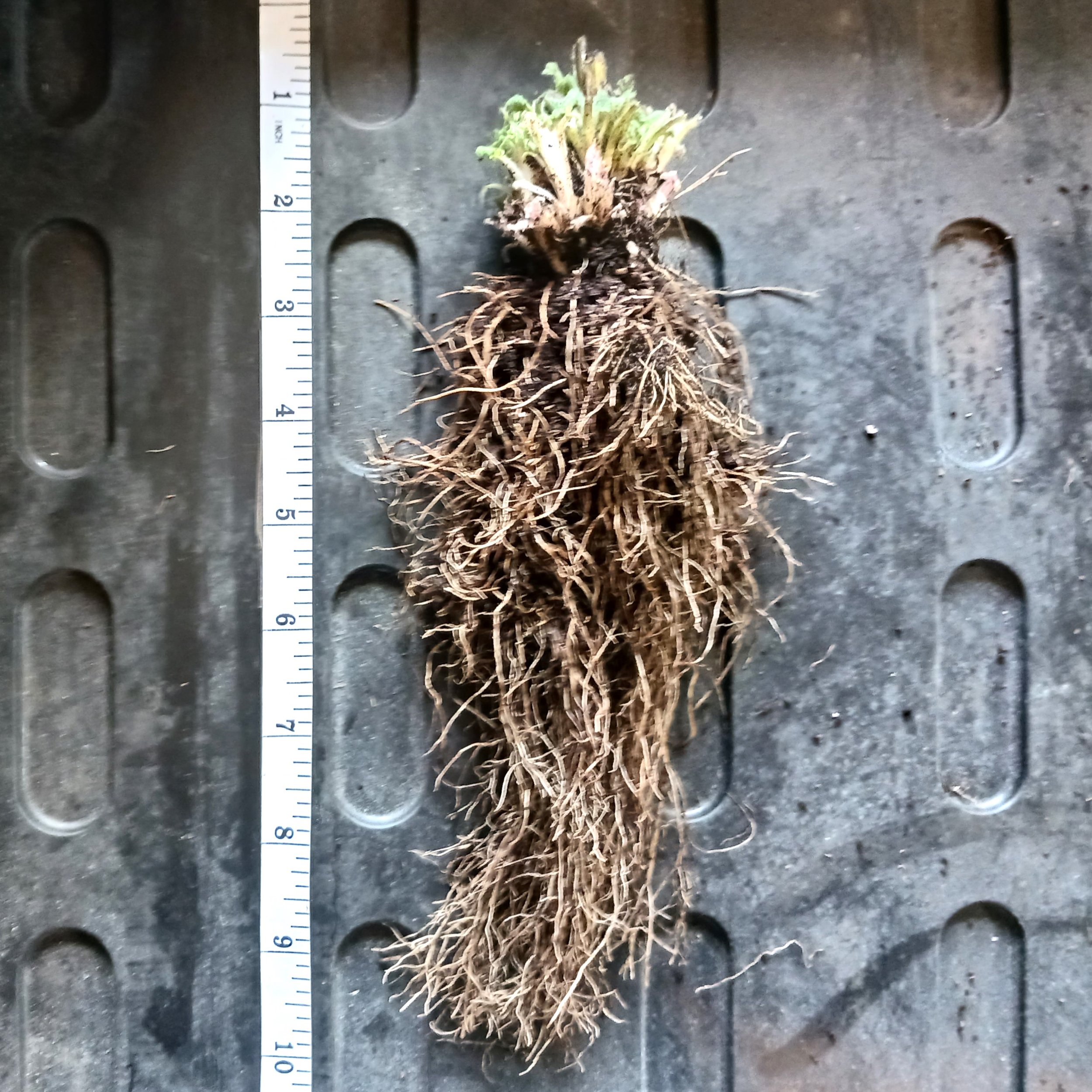 Agastachescrophulariifoliabareroot1.jpg