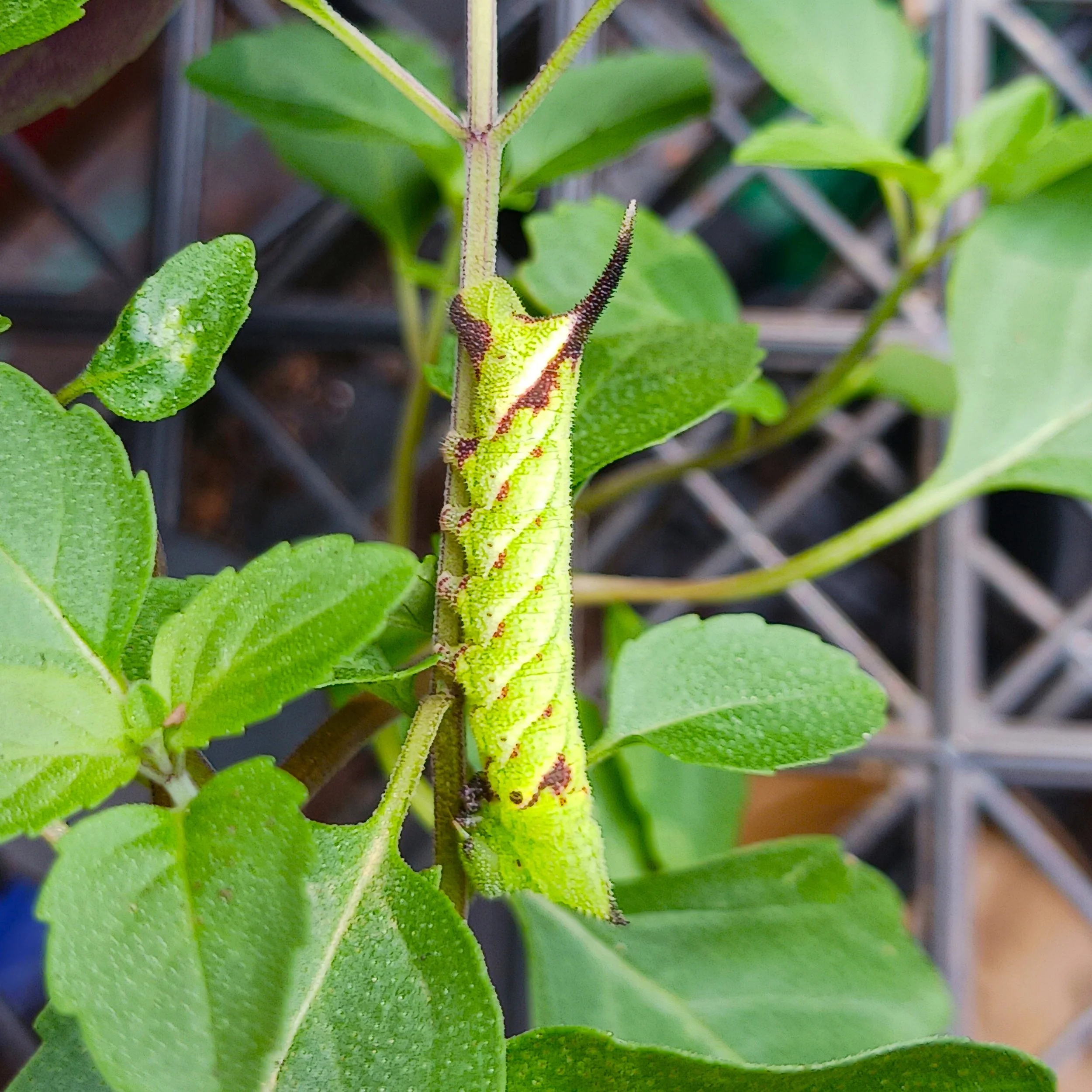 Monardapunctatawithcaterpillar1.jpg