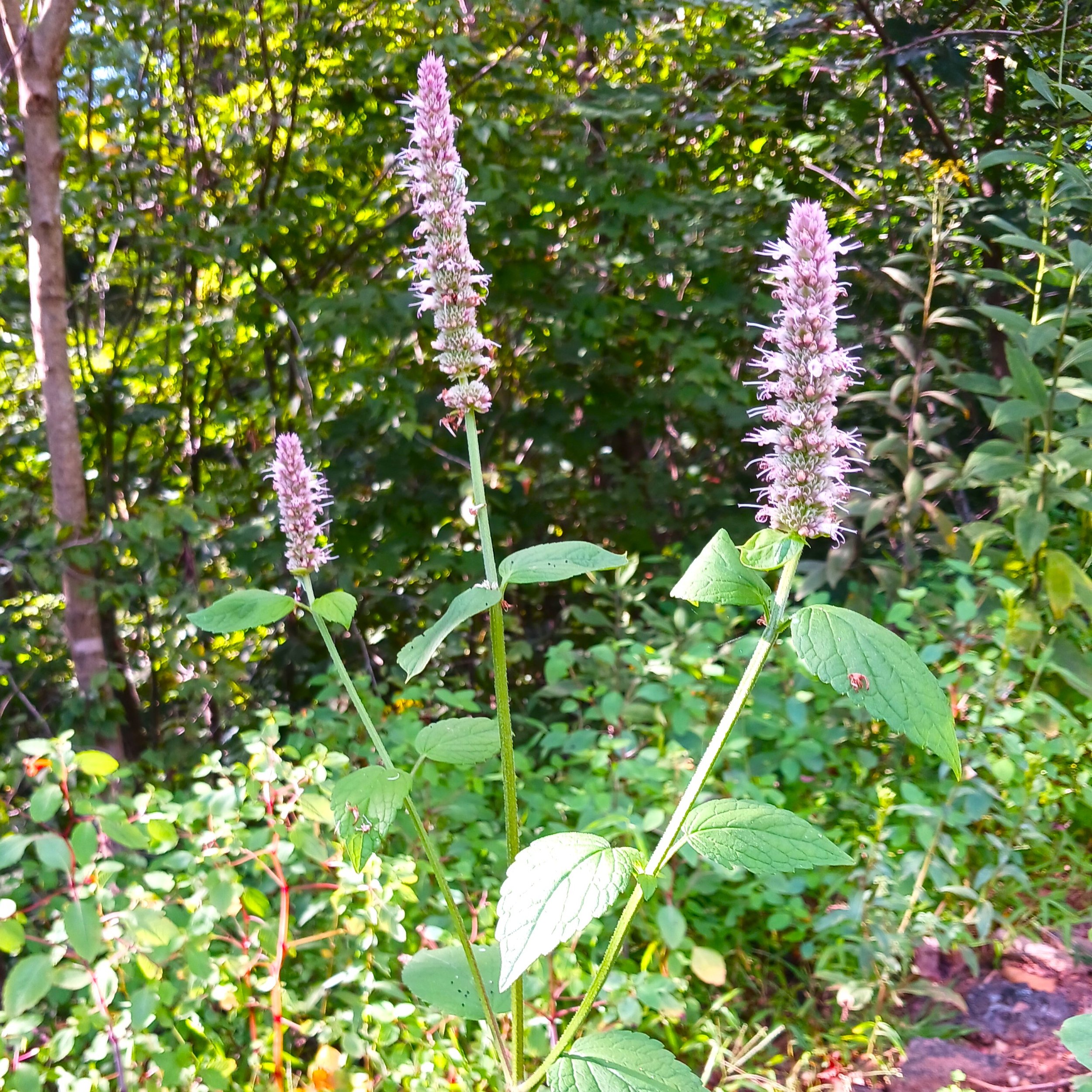 Agastachescrophulariifolia3.jpg