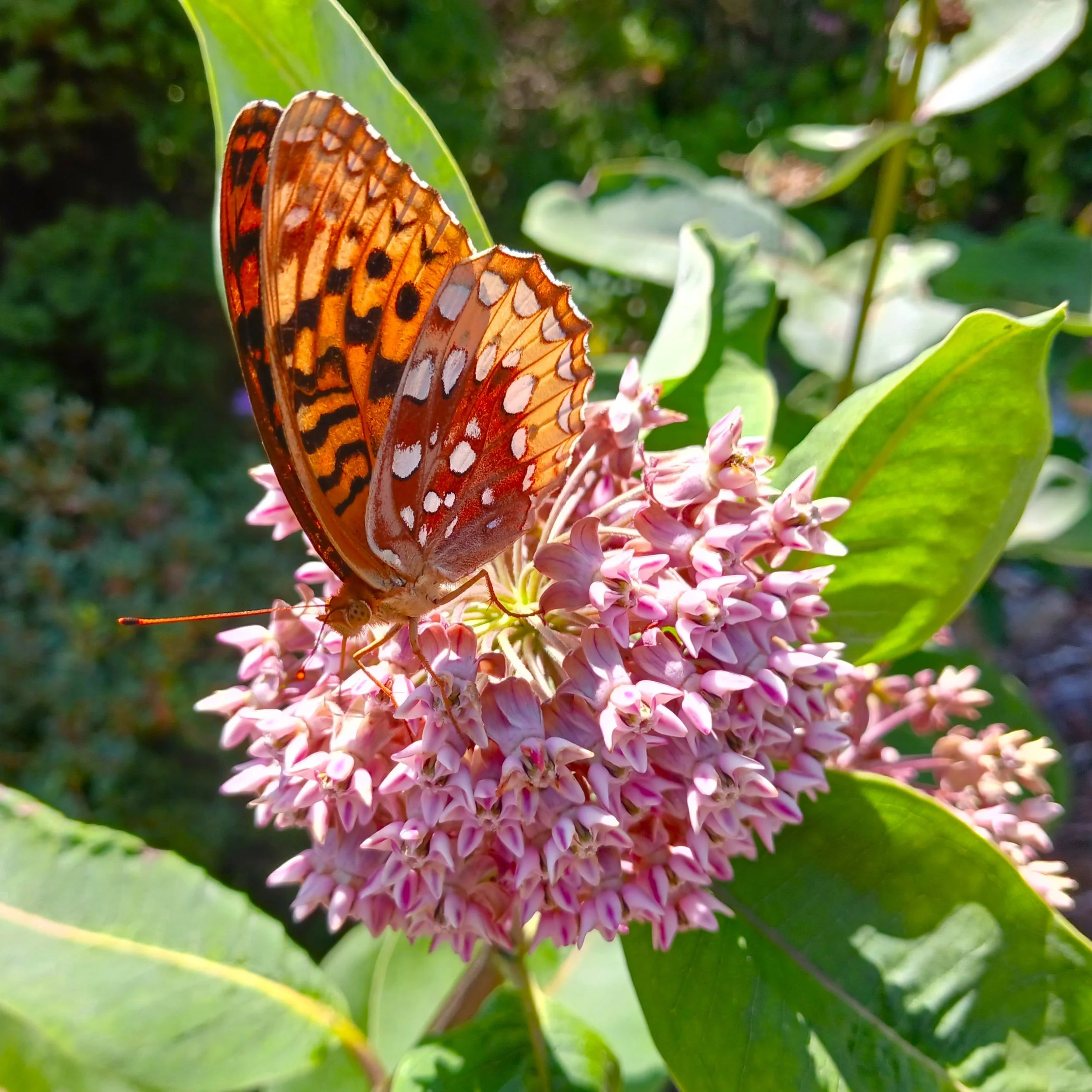 Asclepiassyriacawithbutterfly1.jpg