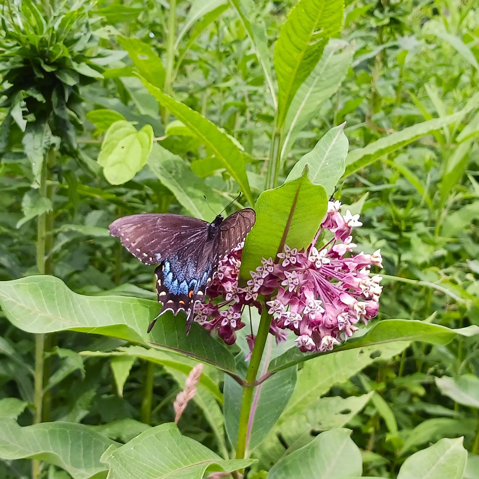 Butterfly on Asclepias syriaca.jpg