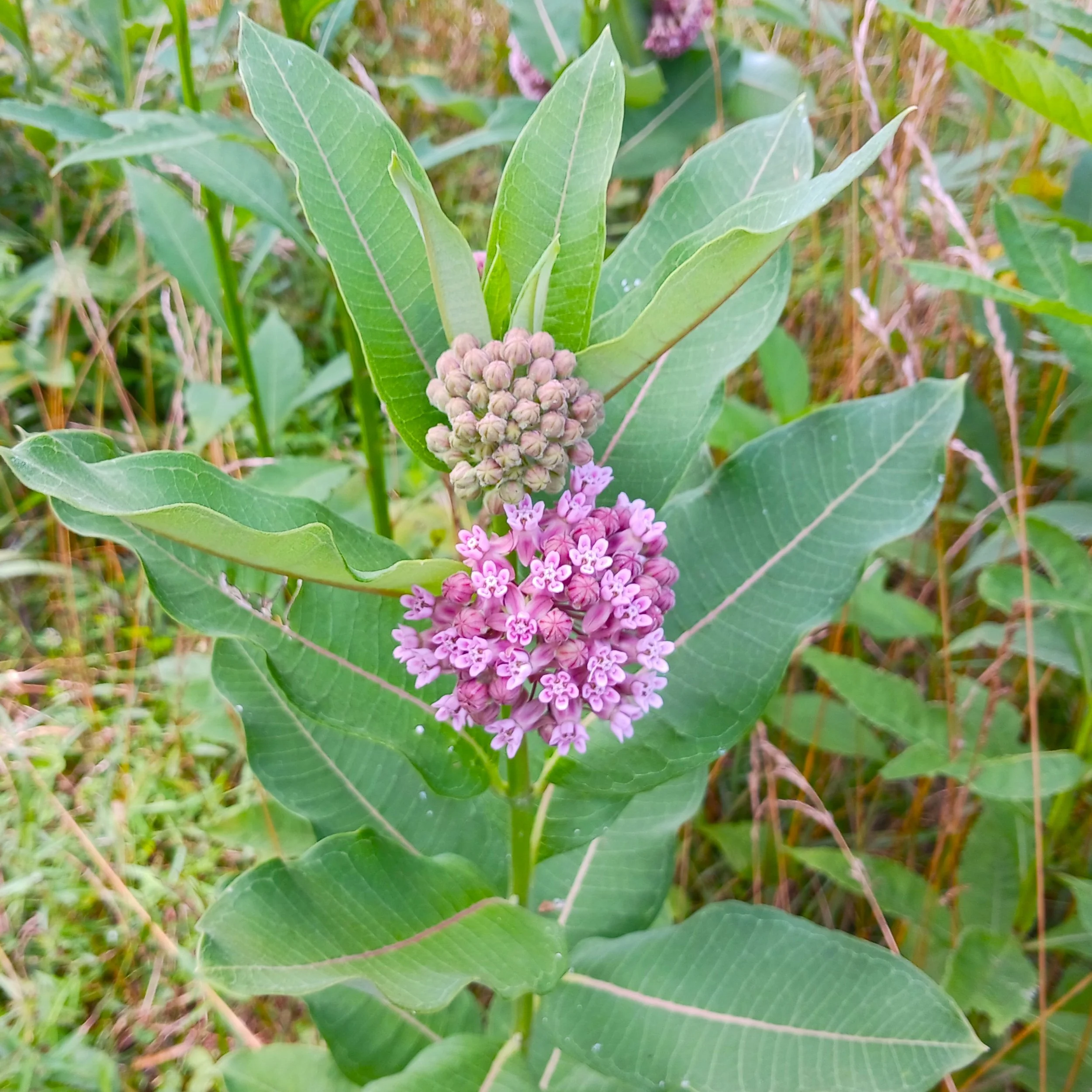 Asclepiassyriaca1.jpg