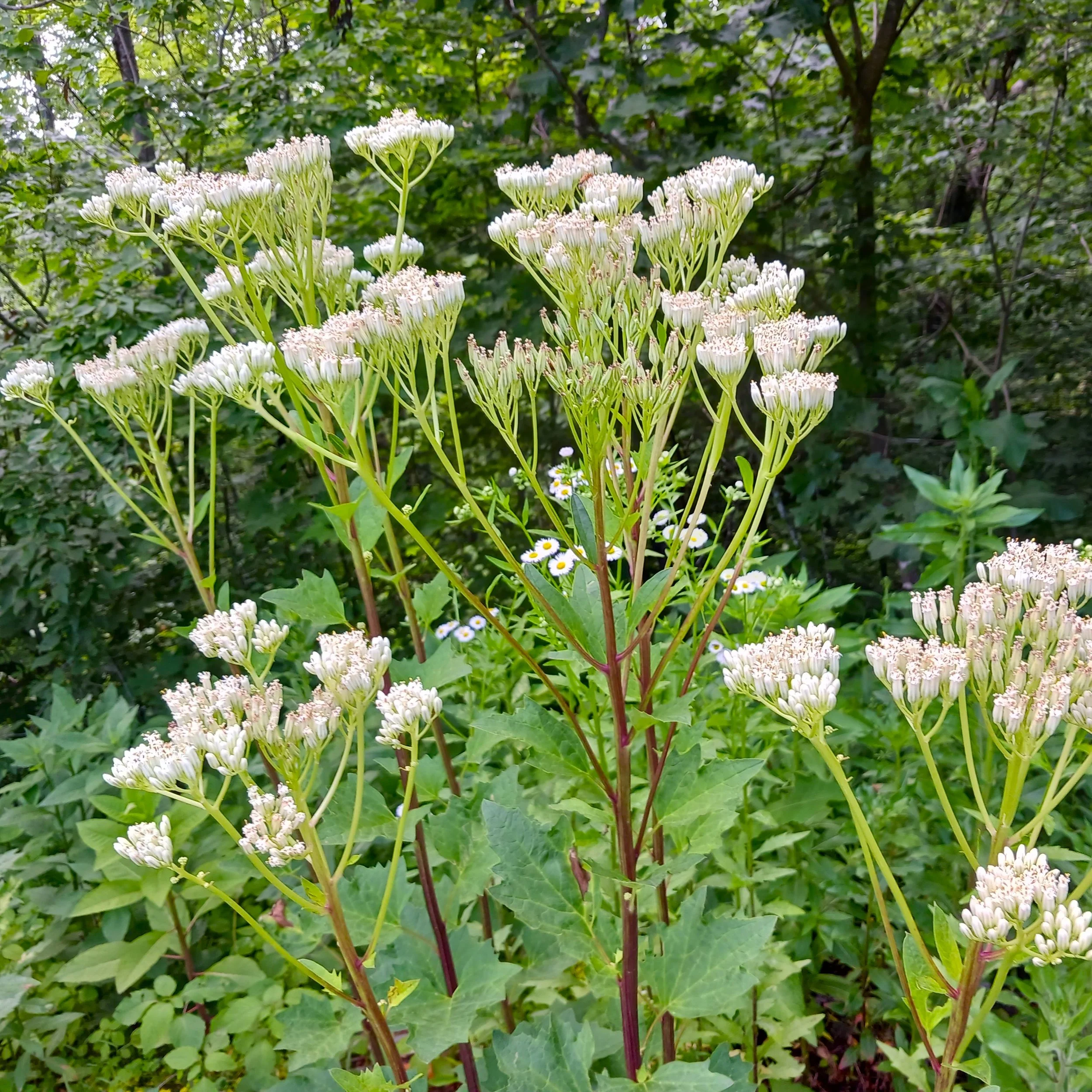 Arnoglossum reniforme (Great Indian Plantain)