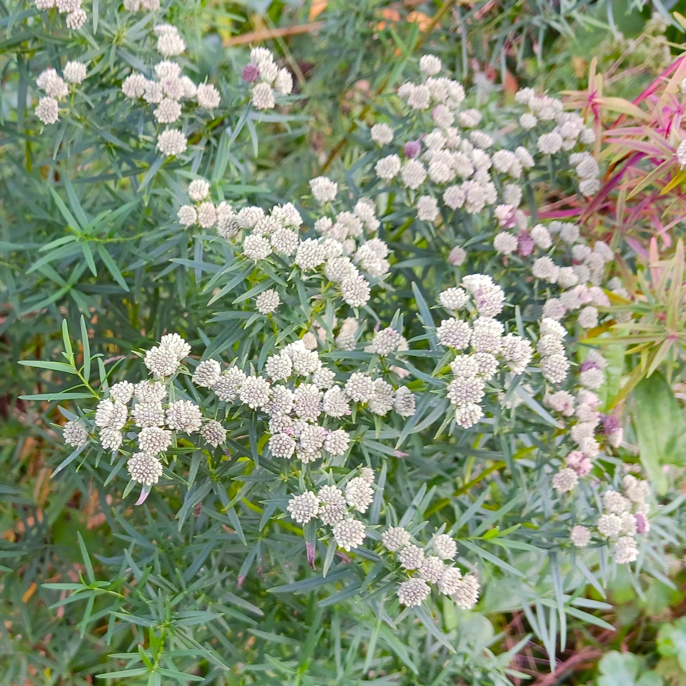 Pycnanthemum tenuifolium (Slender Mountain Mint)