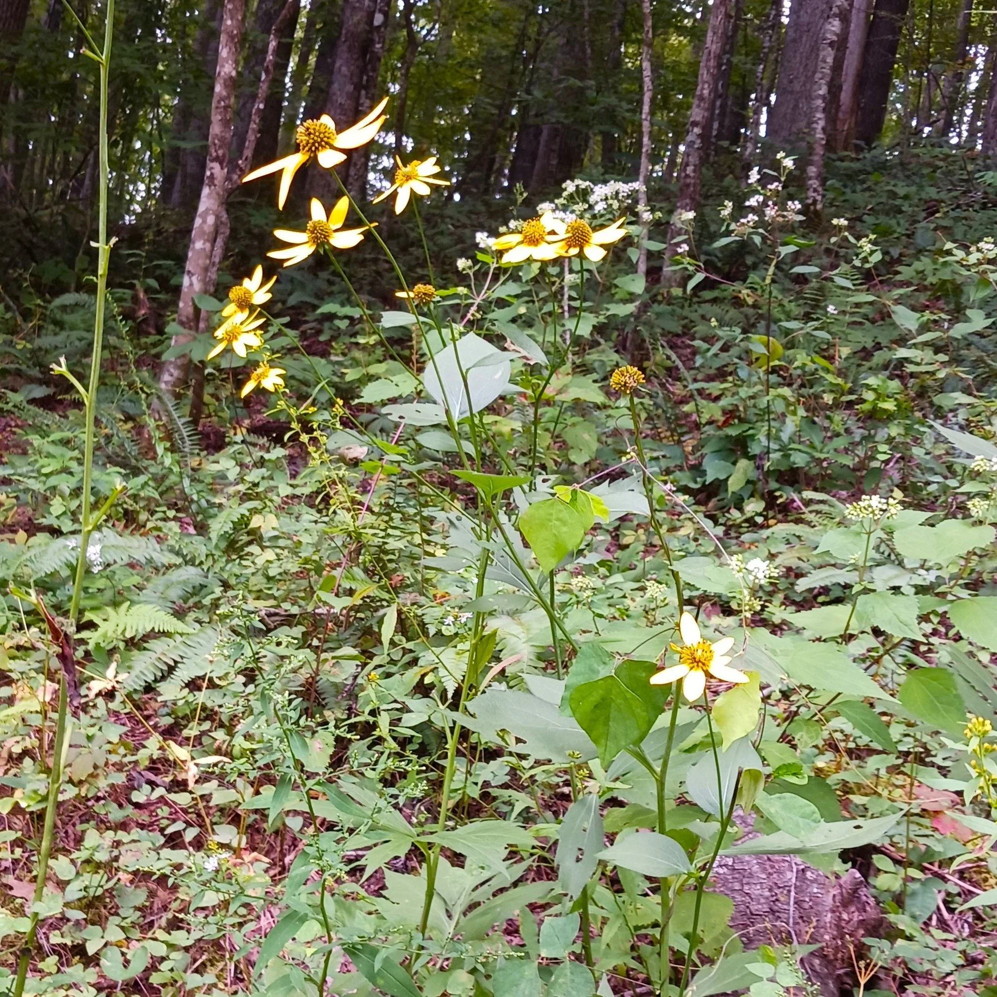 Rudbeckialaciniata2.jpg