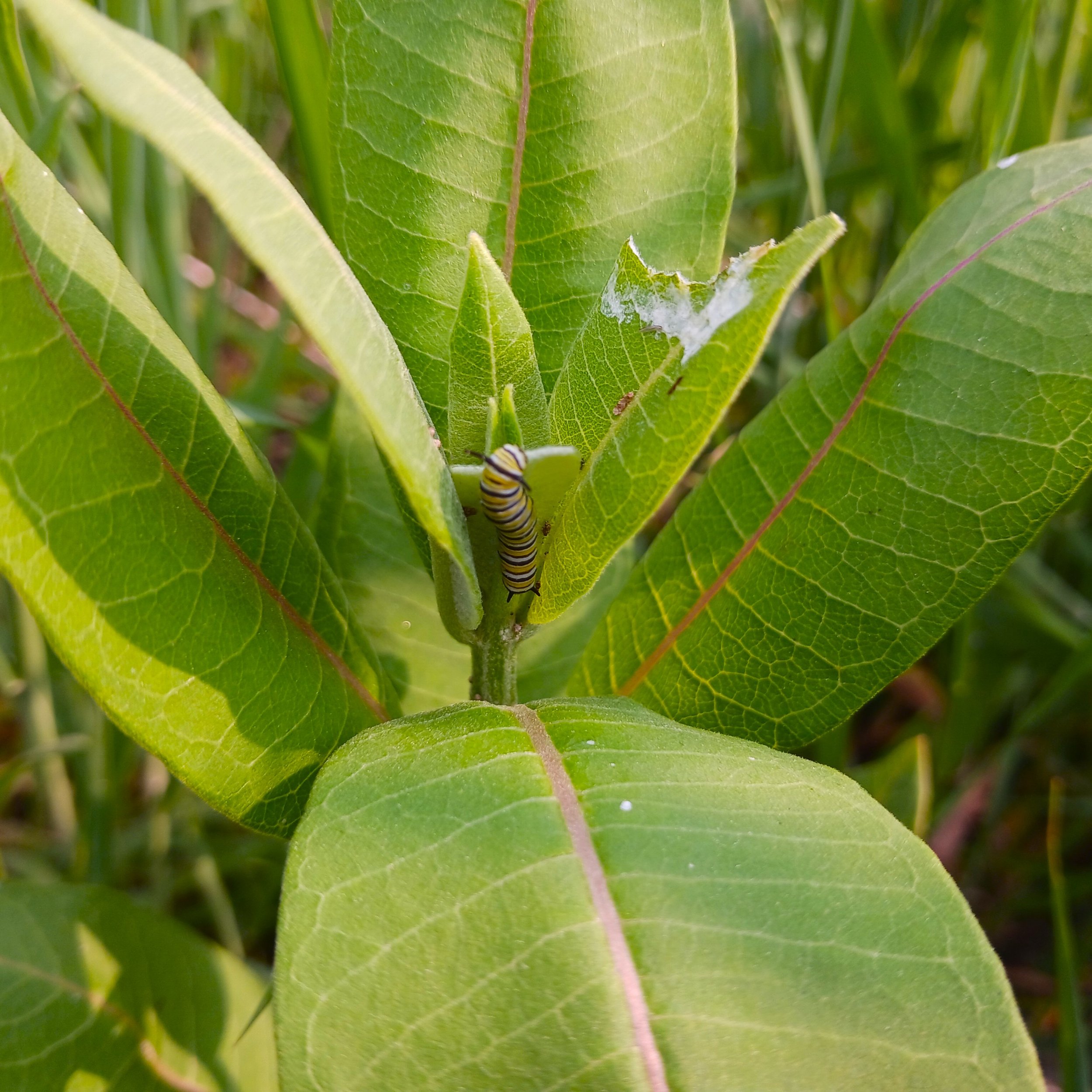 Asclepiassyriacawithcaterpillar1.jpg