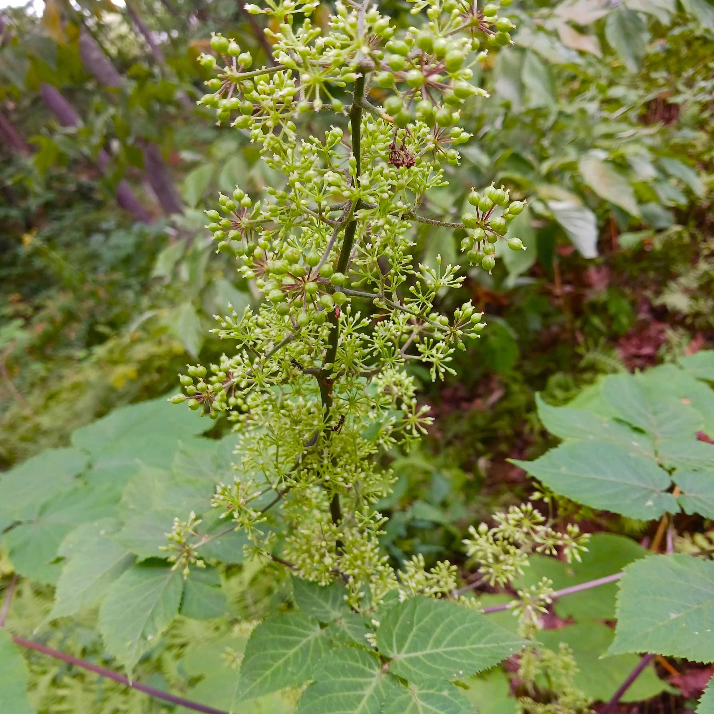 Aralia racemosa (American Spikenard)