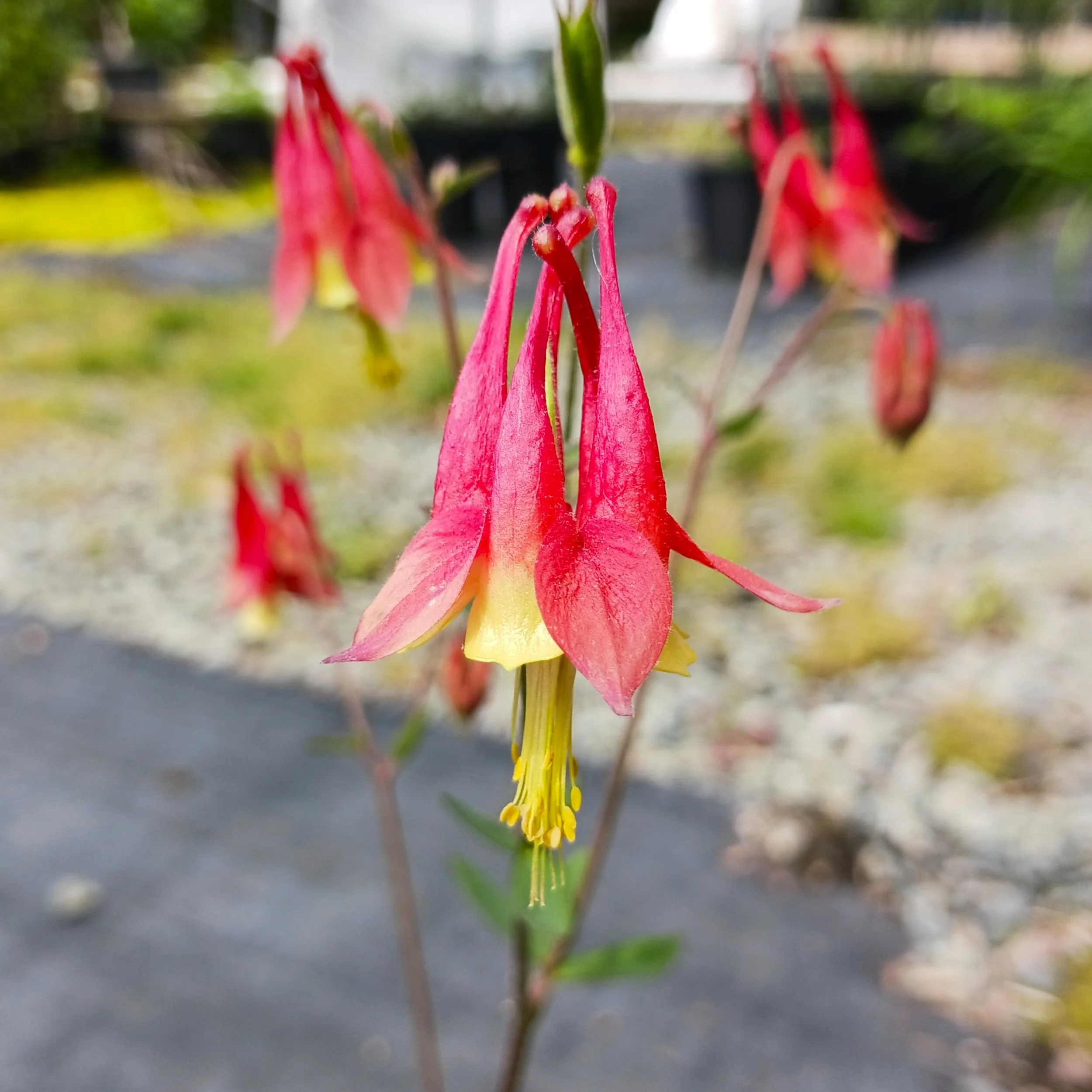 Aquilegia canadensis (Wild Columbine)