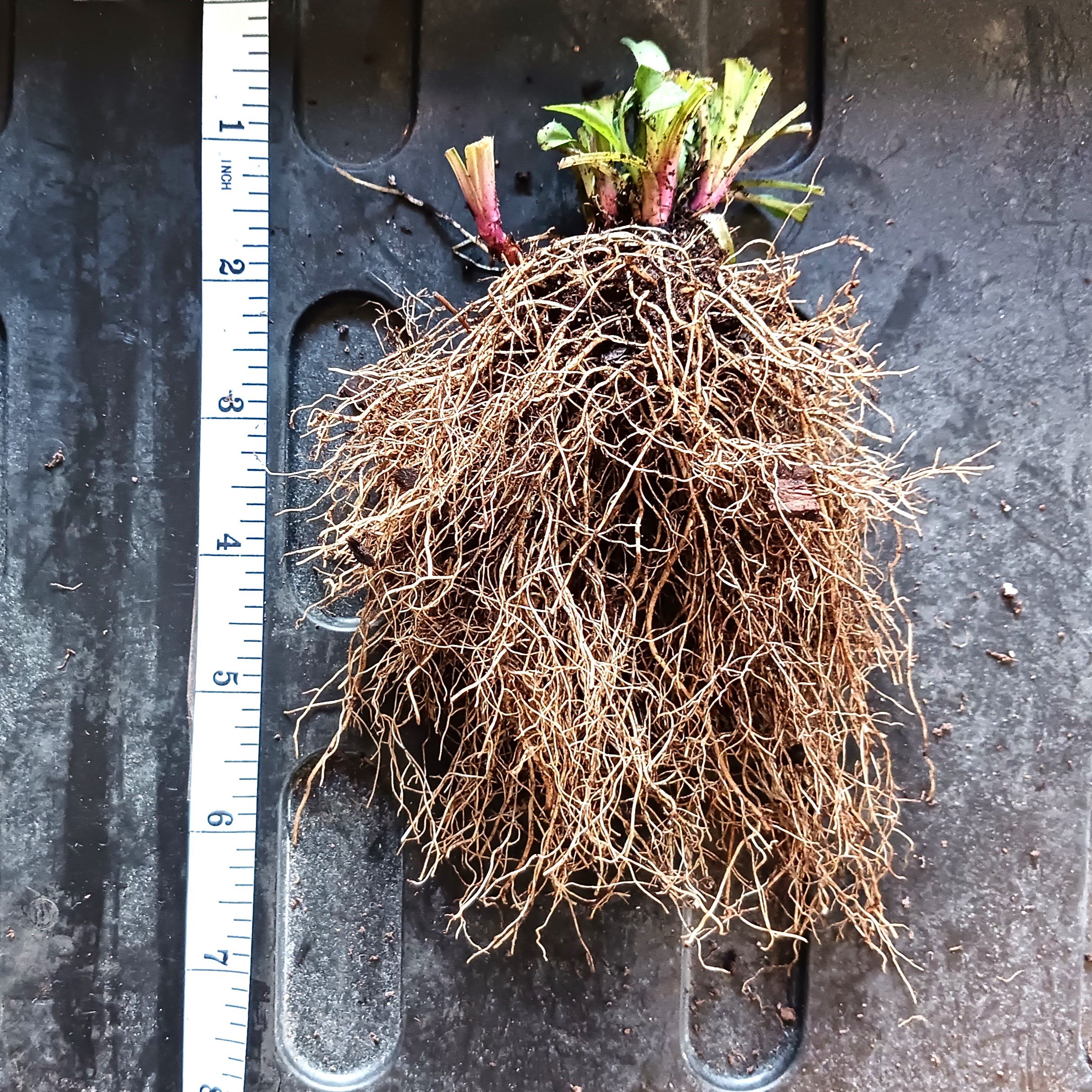 Symphyotrichumlaevebareroot1.jpg