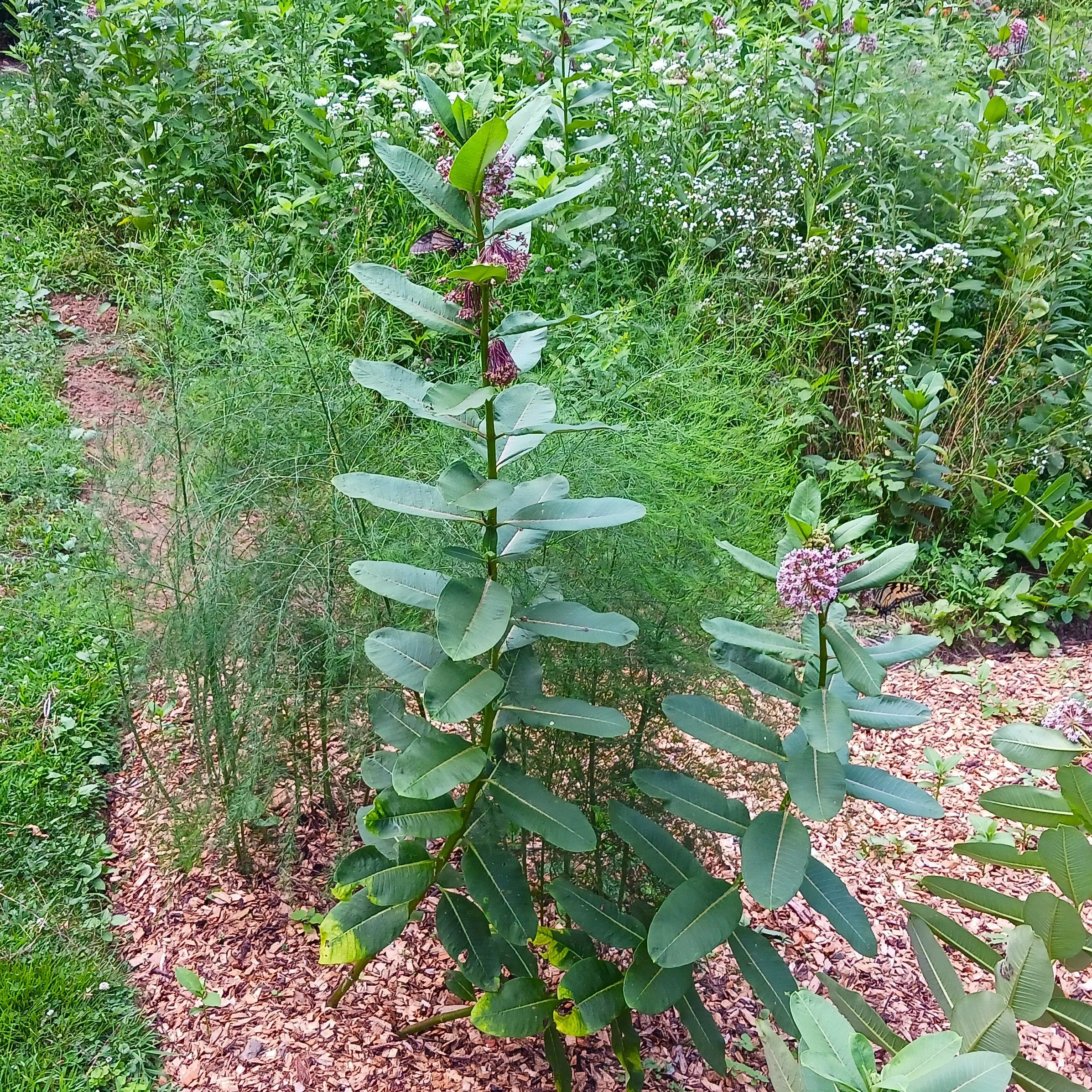 Asclepiassyriaca2.jpg