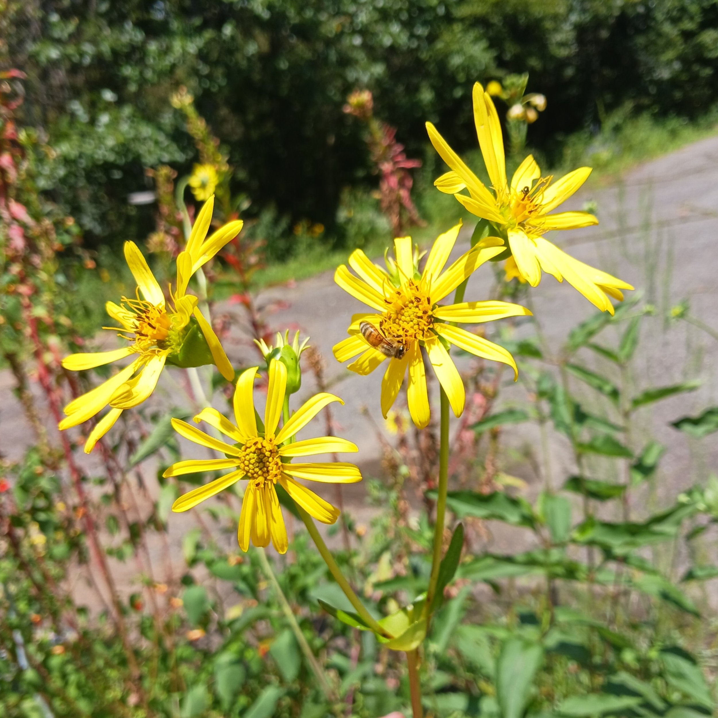 Silphiumperfoliatum6.jpg