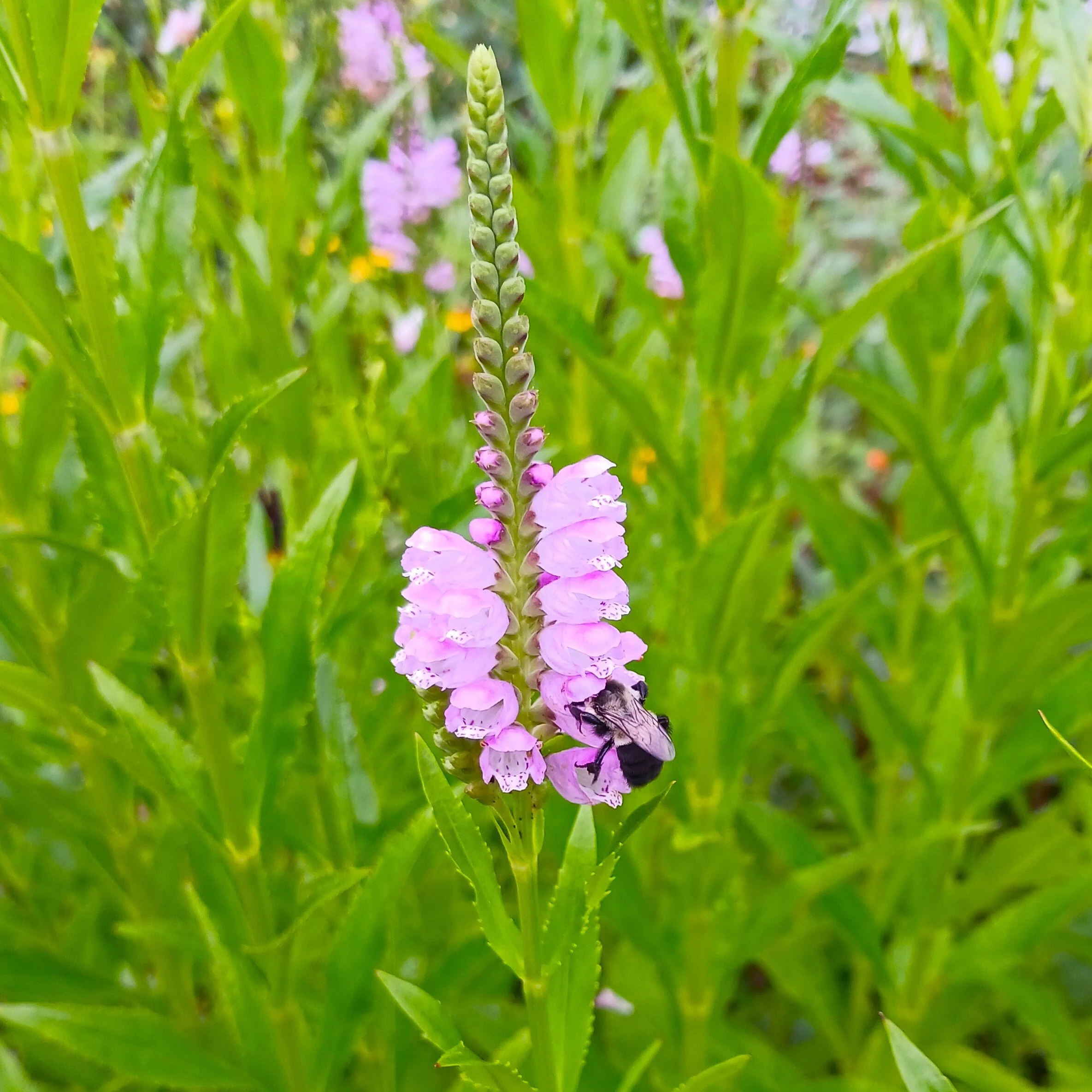 Physostegiavirginianawithbee1.jpg