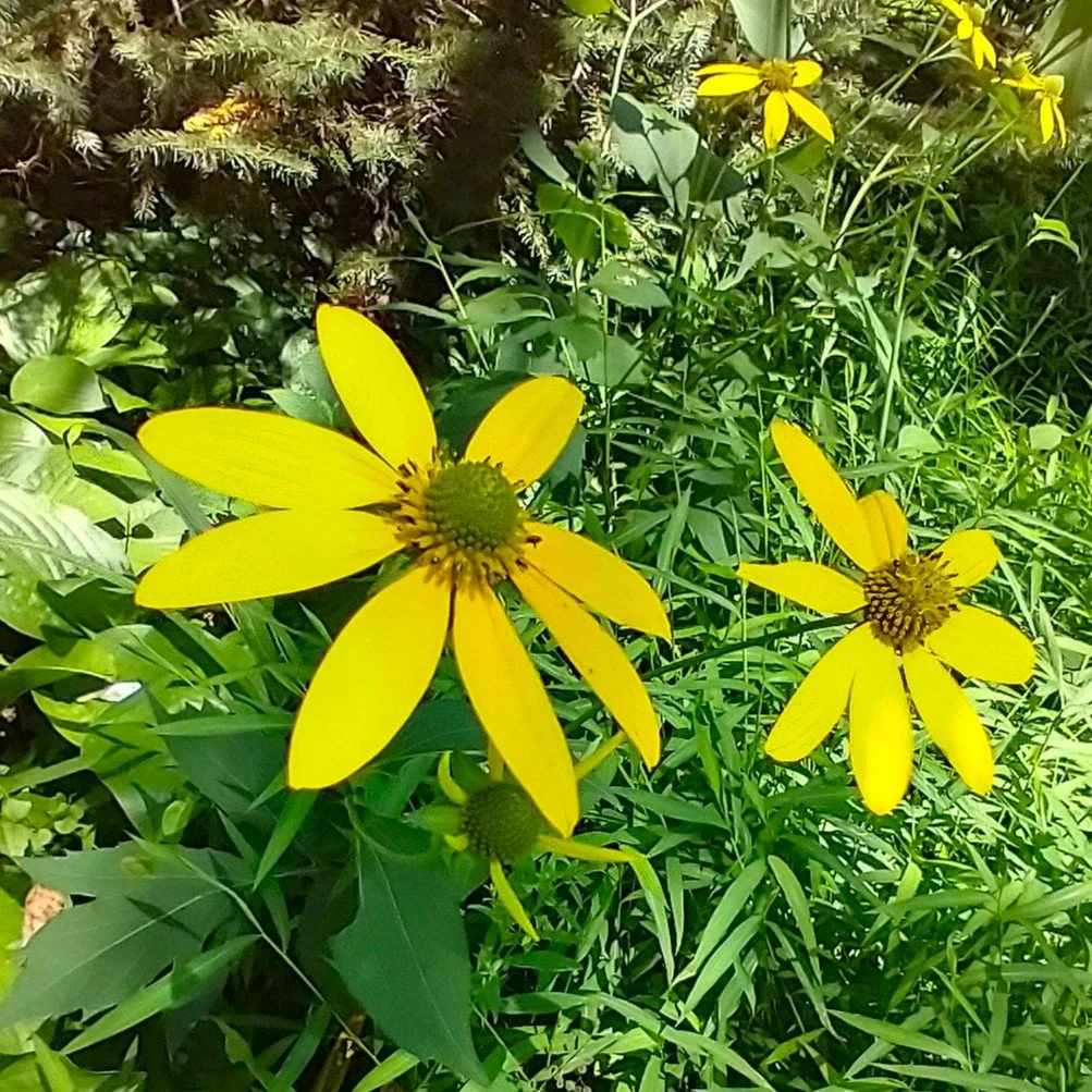 Rudbeckialaciniata1.jpg