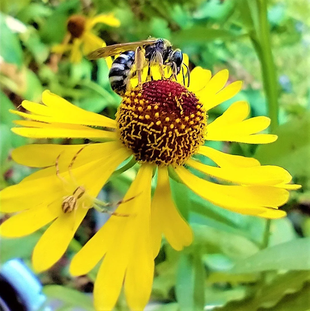 Helenium flexuosum WITH BUGS 1.jpg