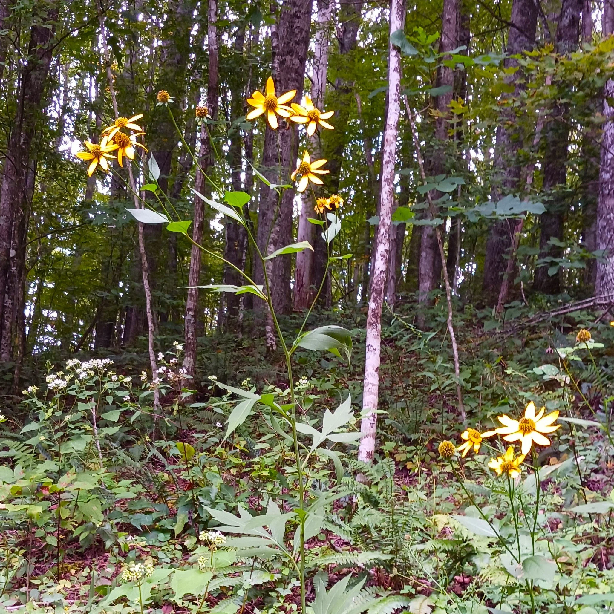 Rudbeckialaciniata3.jpg