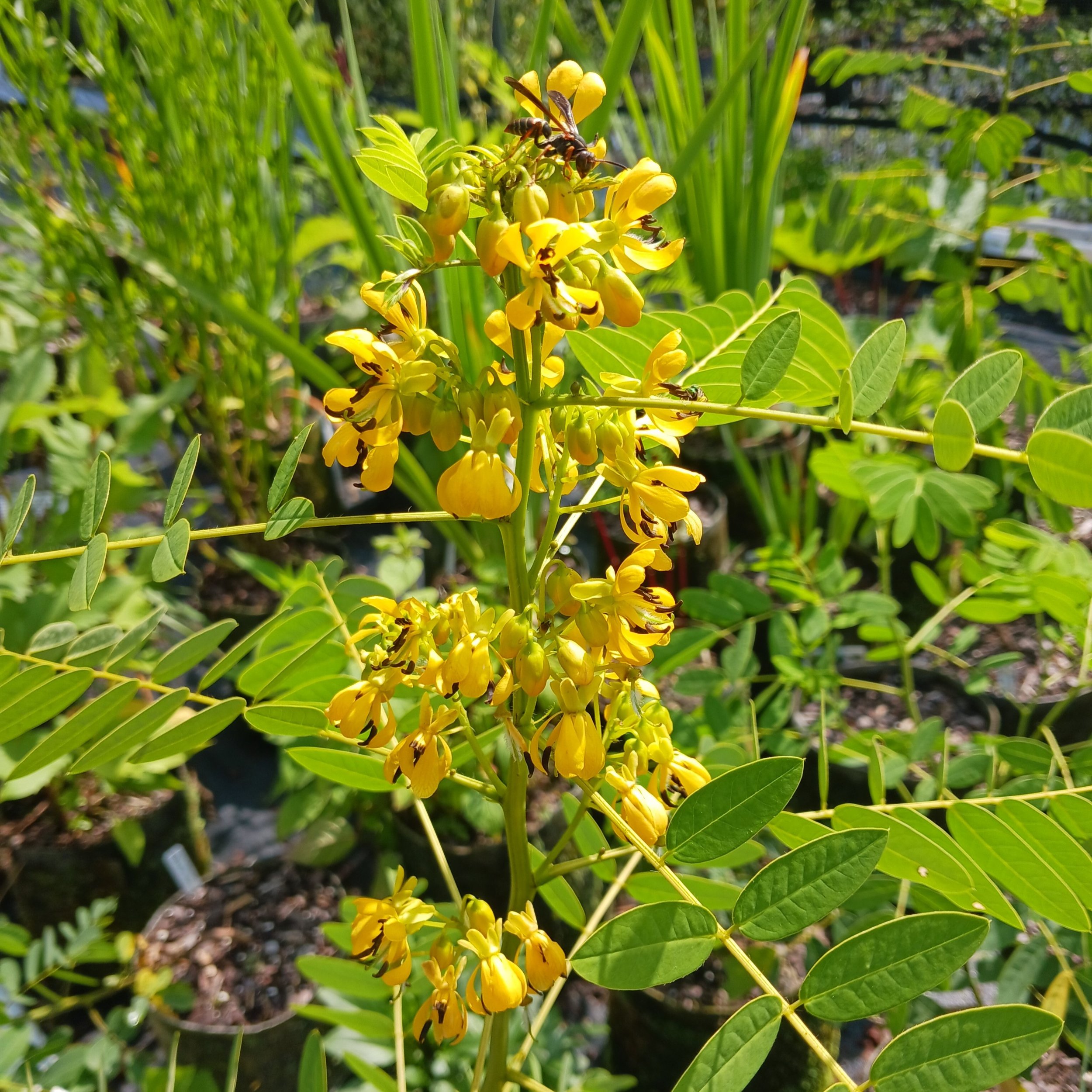 Sennahebecarpawithwasps1.jpg