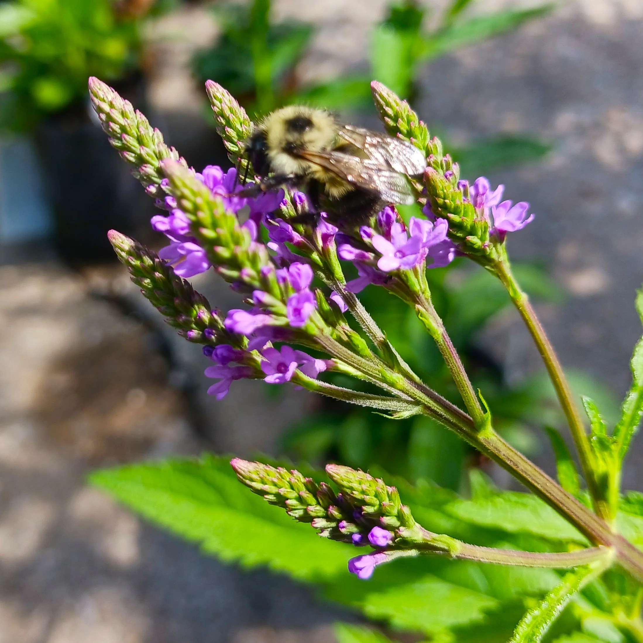 Verbenahastatawithbumblebee.jpg