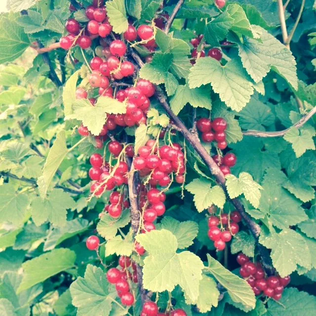 Copy of IMG_4739.JPG