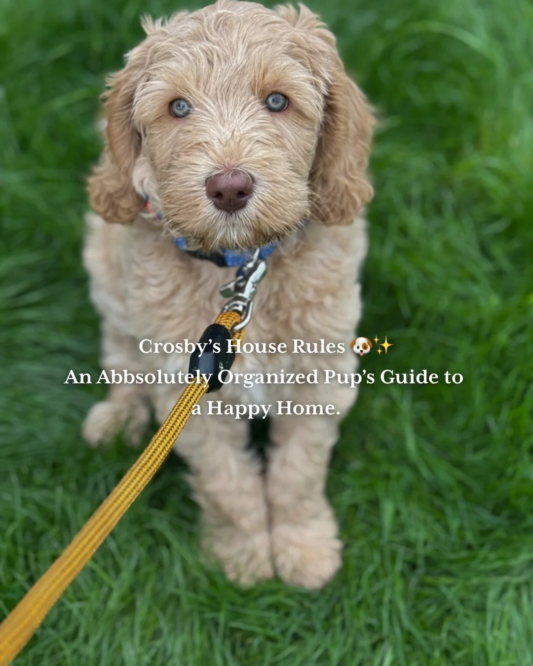 Crosby has spoken&hellip; and his house rules make every day calmer, lighter, and a whole lot more organized.
From toy baskets to bath-time setups, simple systems make all the difference &mdash; for pups and their humans.
Ready to create a home that 