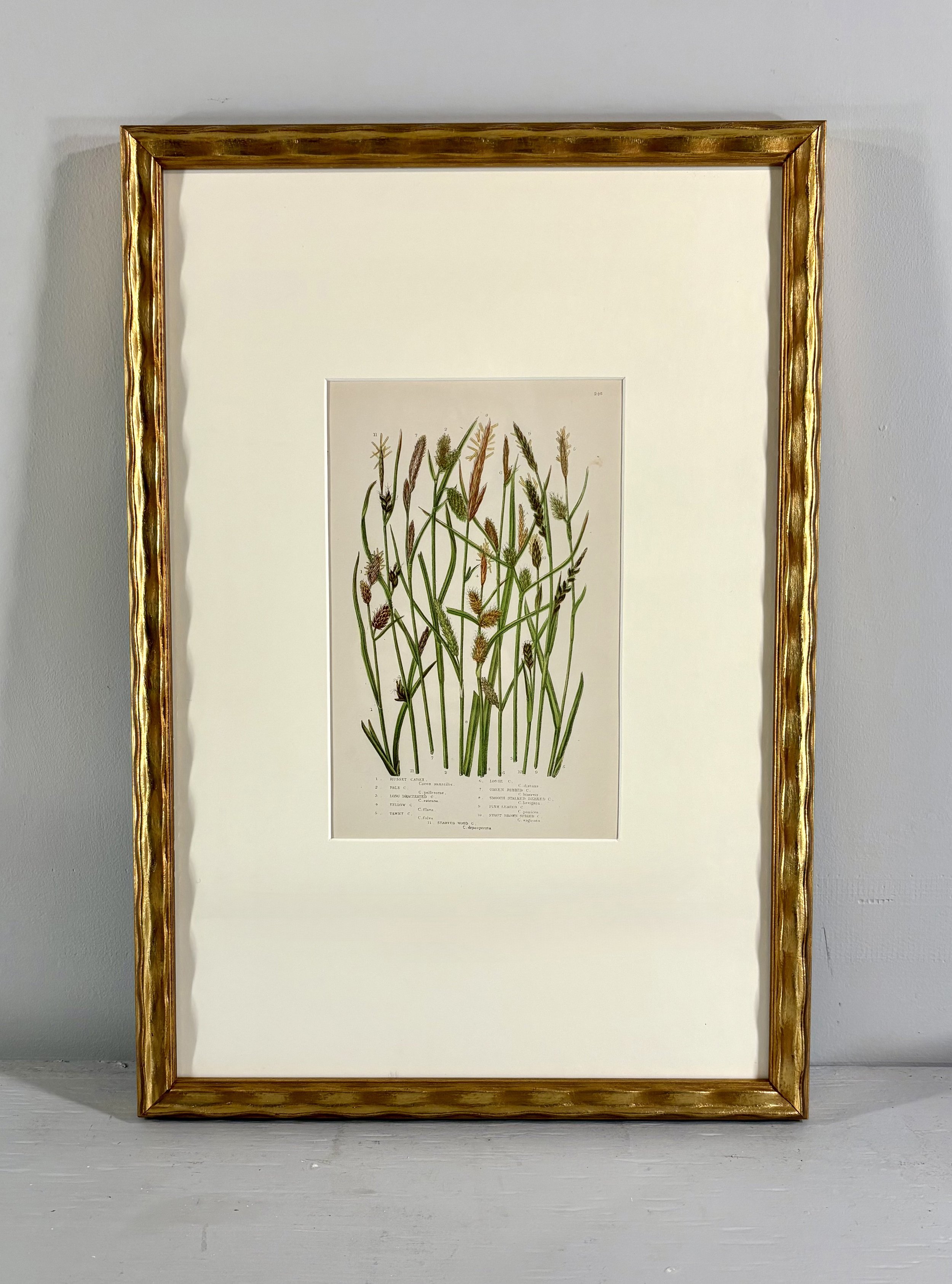 Antique framed chromolithograph, British Grasses and Sedges, 1859, Anne Pratt plate 240