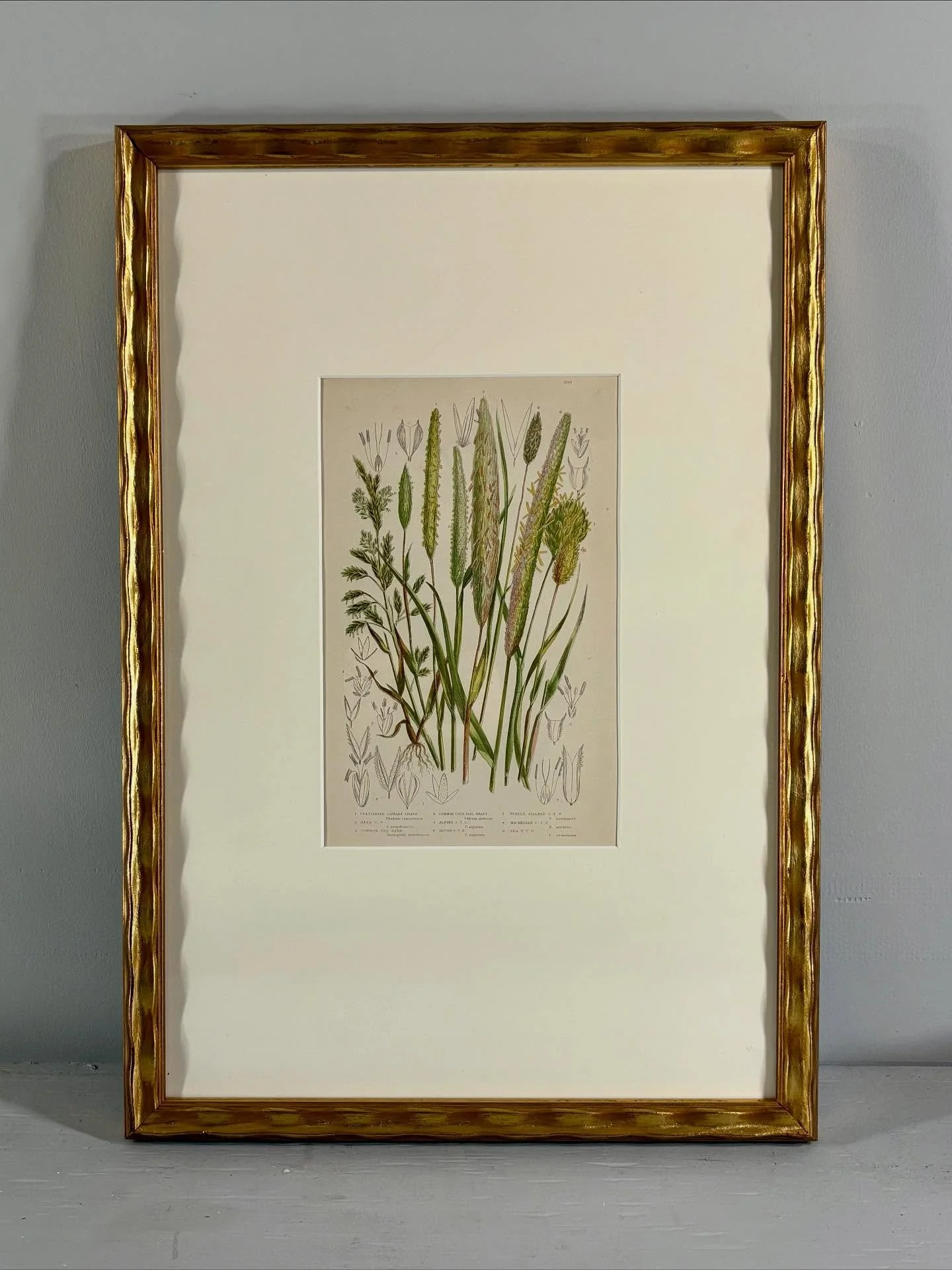 Gorgeous custom framed original antique chromolithographs from 1859. 
Anne Pratt was a popular botanical illustrator in the Victorian era with nearly 20 books to her credit. Queen Victoria personally requested copies of all of Pratt&rsquo;s books. 
?