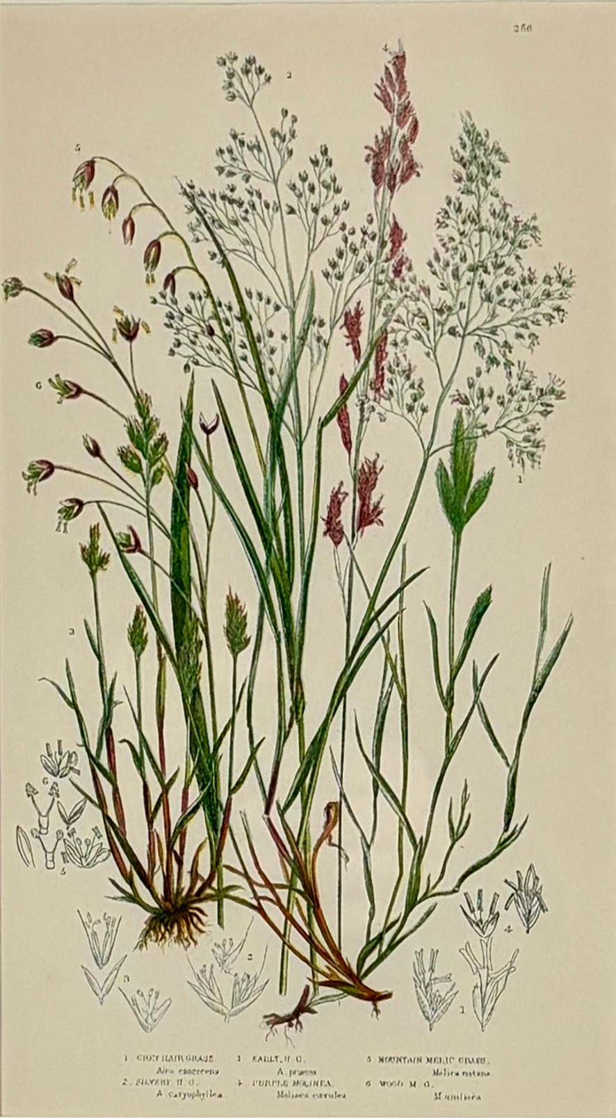 Pratt-grass plate 256 small.png