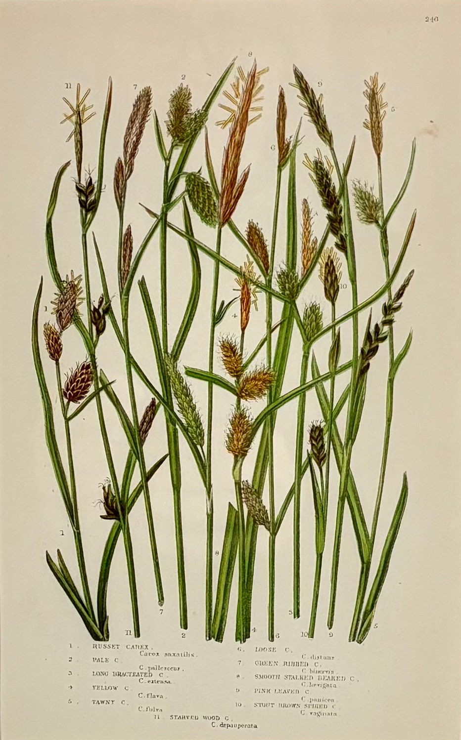 Pratt-grasses plate 240 small.png